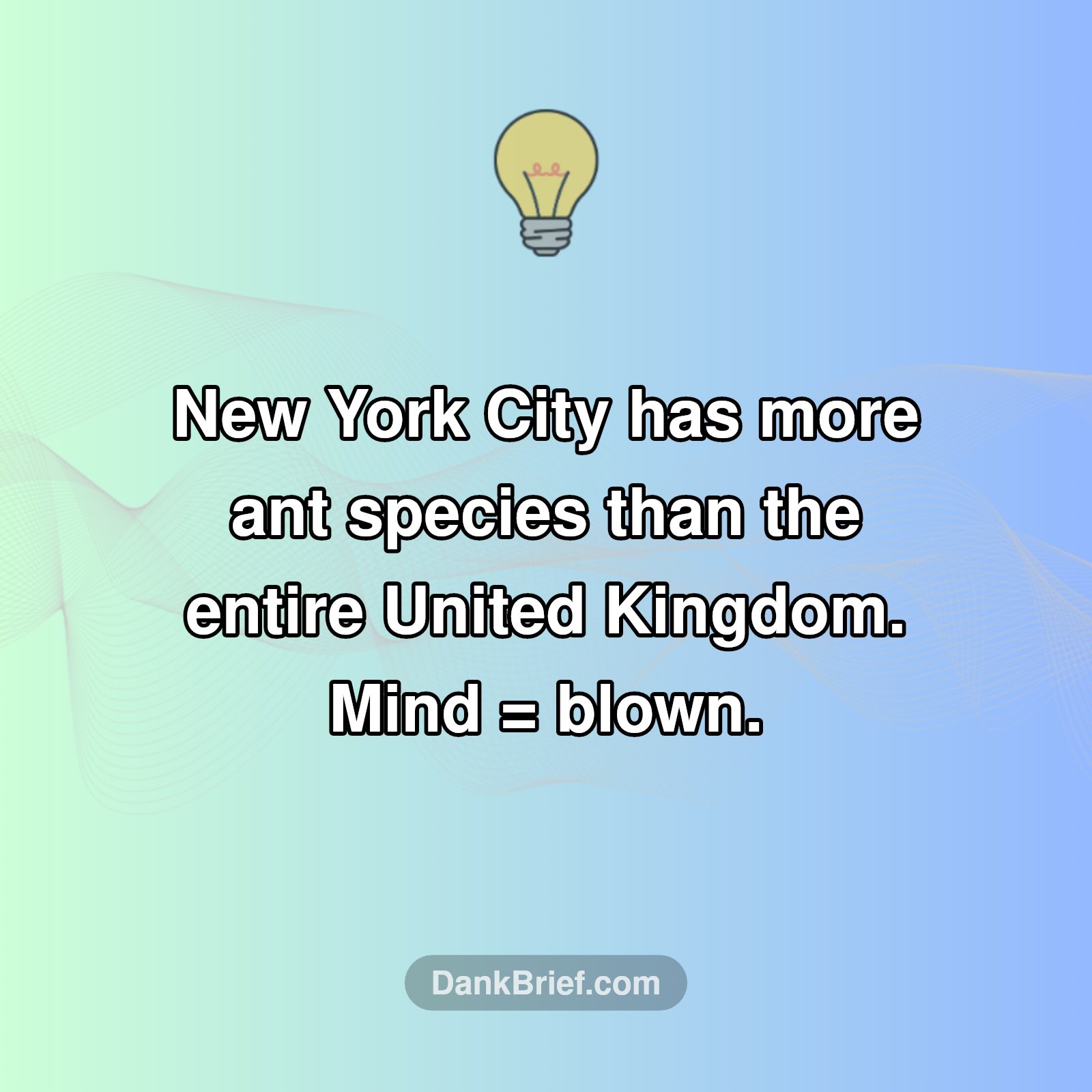 NYC: Ant Capital of the World?