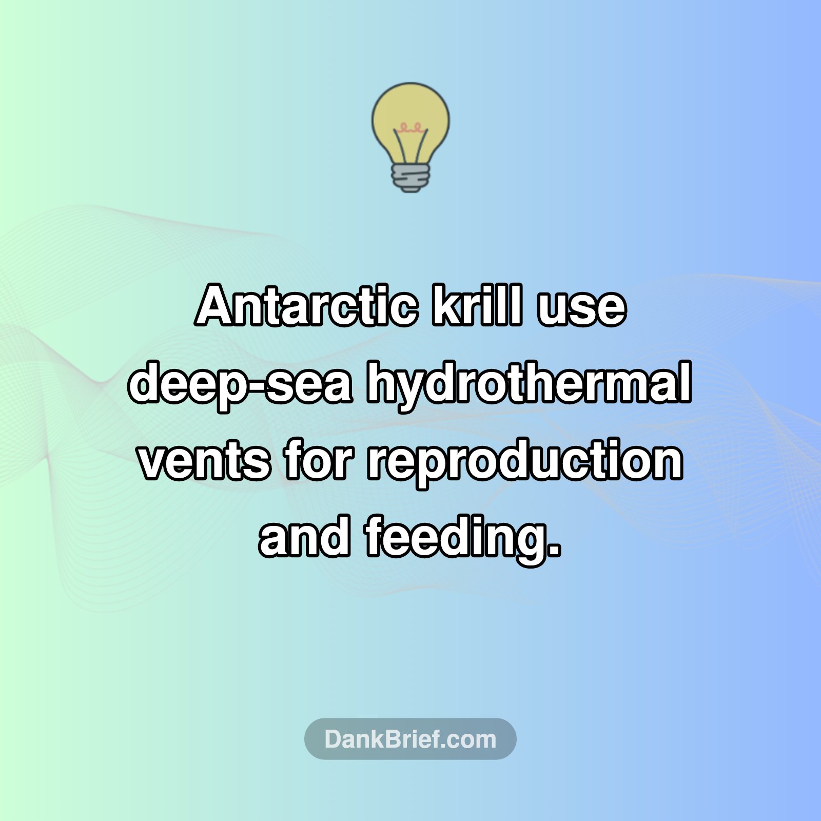 Krill's Deep-Sea Secret Revealed!