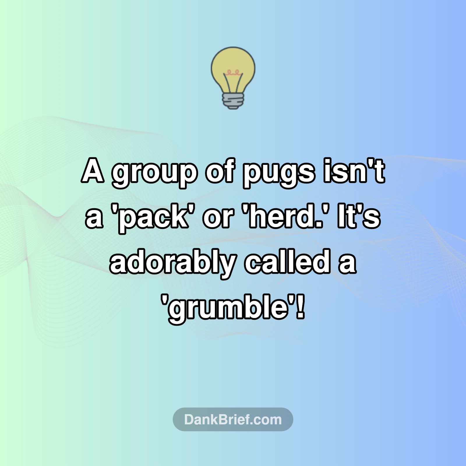 Pug Party Name Revealed!