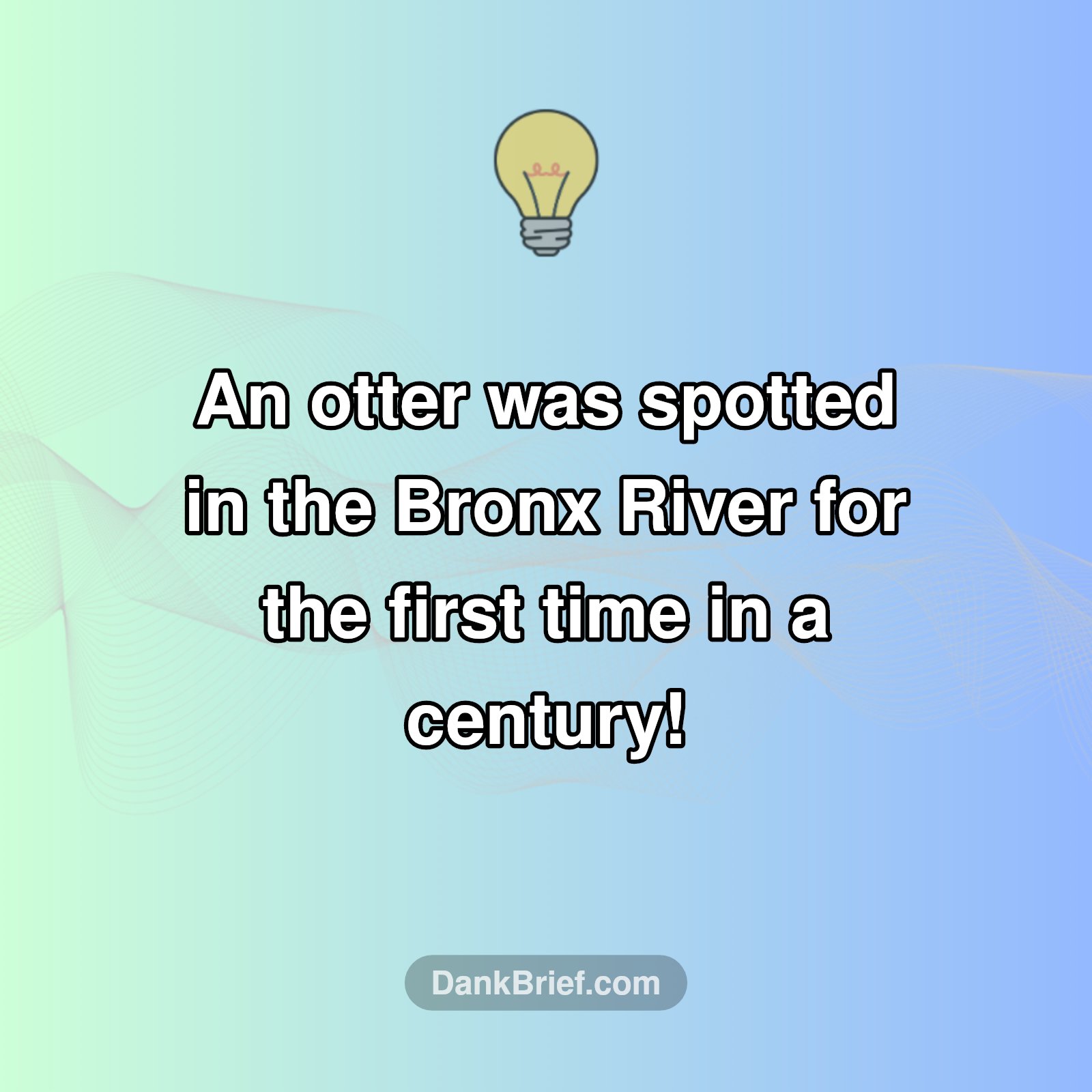 NYC's Wild Comeback Story!