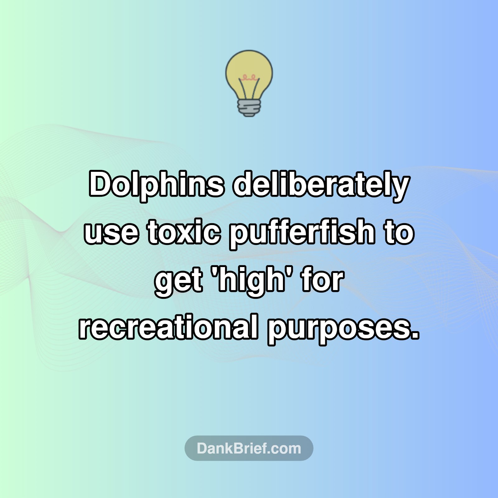 Mind-Blown Dolphin Fact!
