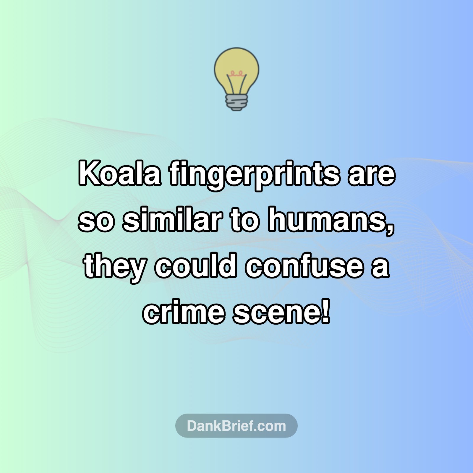Mind Blown: Koala Crime Scene?