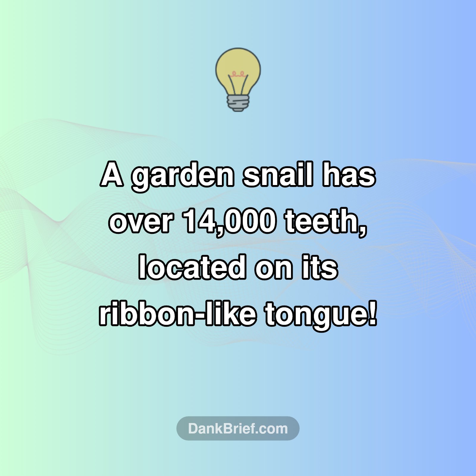 Mind-Blown by Mollusks!