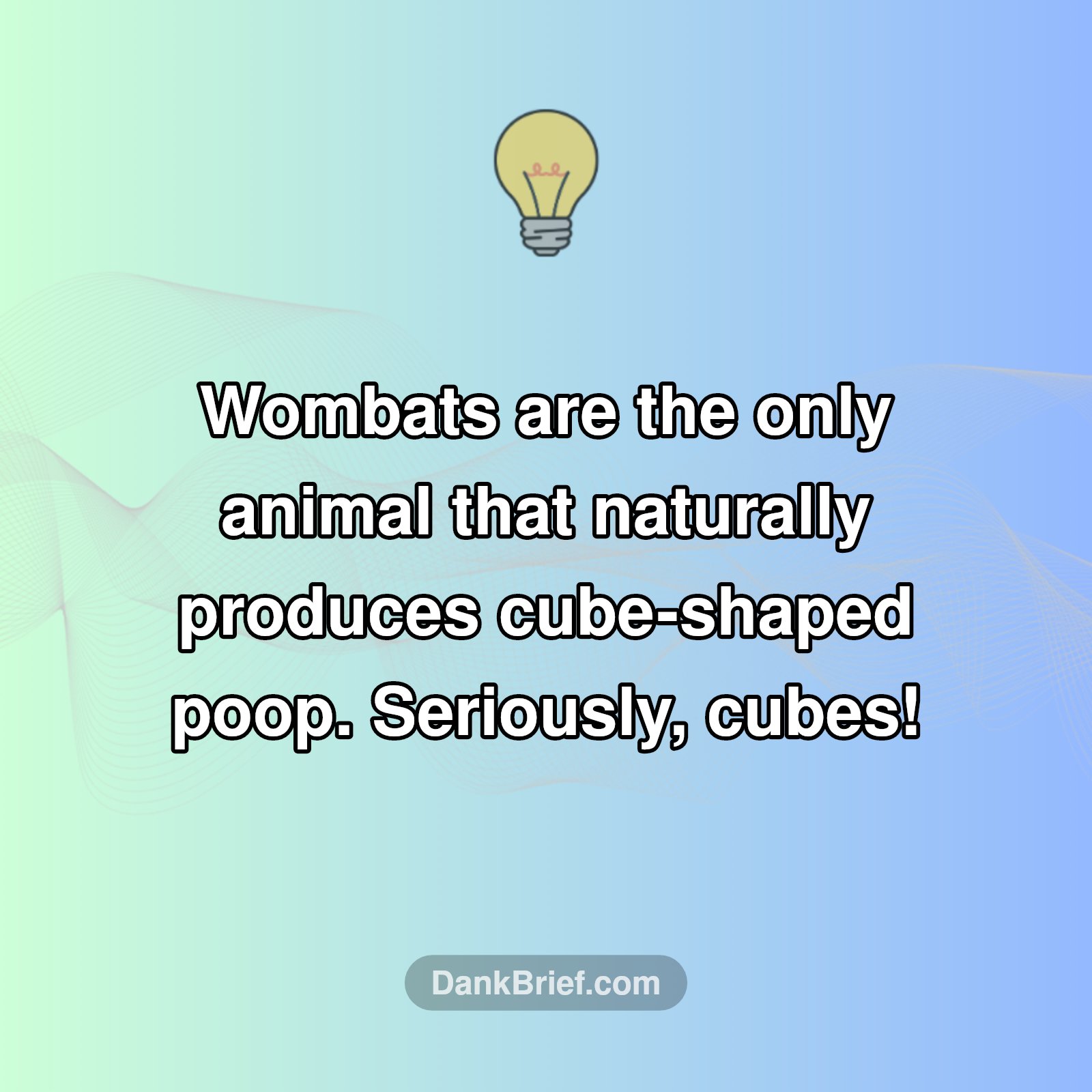 Wait, Wombats Do WHAT?!