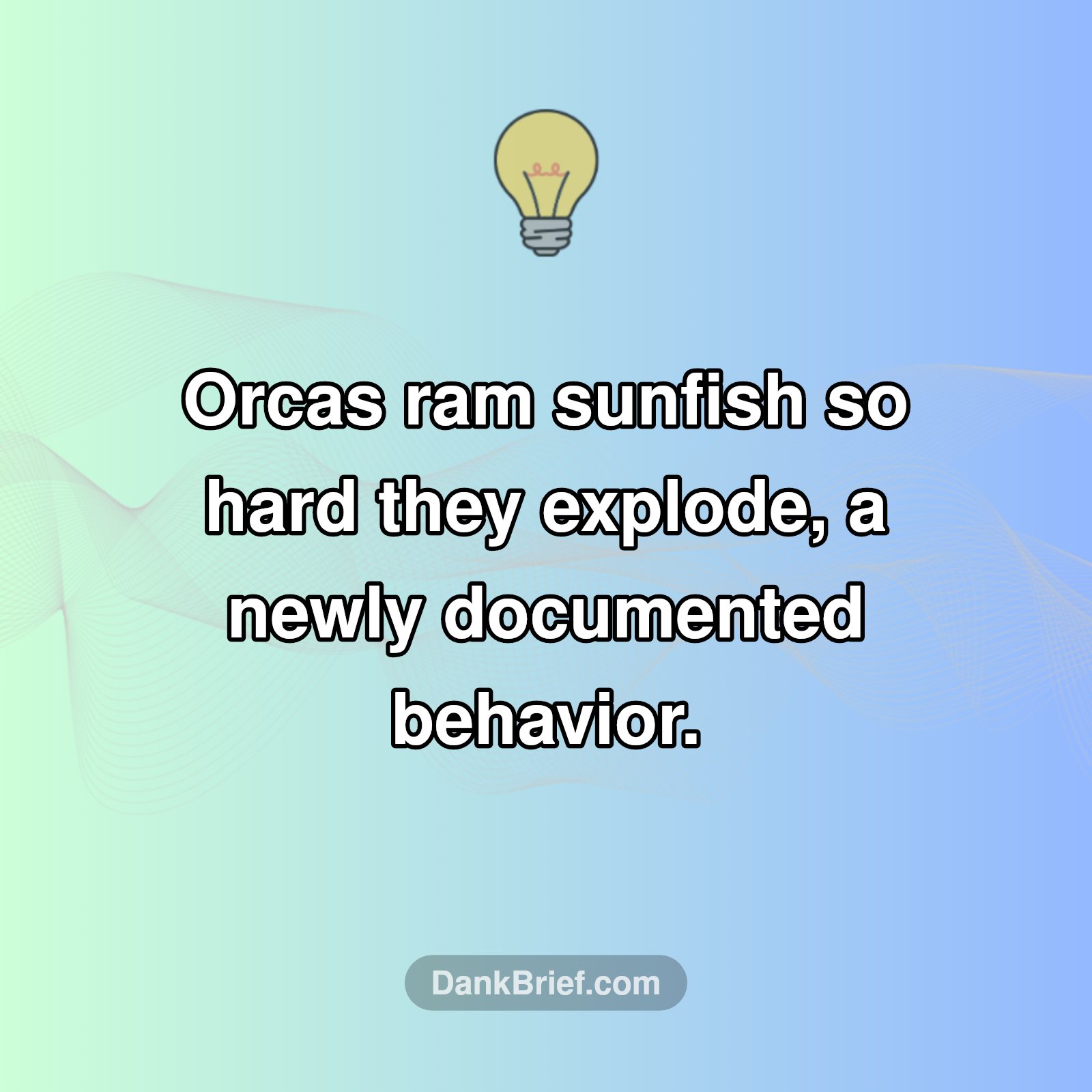 Mind-Blowing Orca Behavior Revealed!