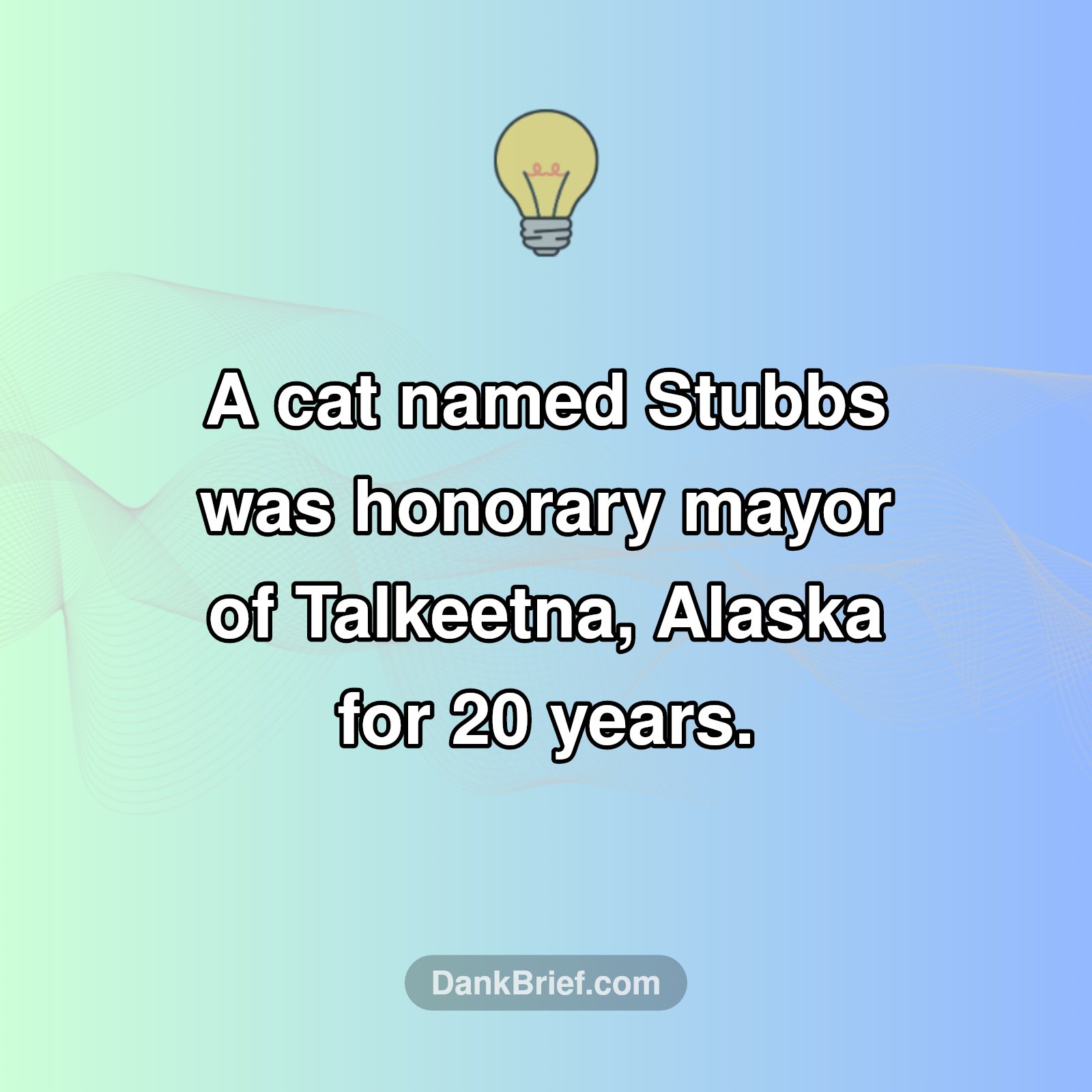 Voted For A Cat Mayor?!