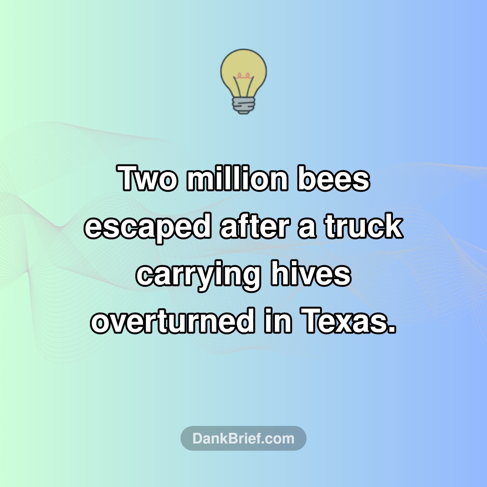 Un-bee-lievable Texas Incident!