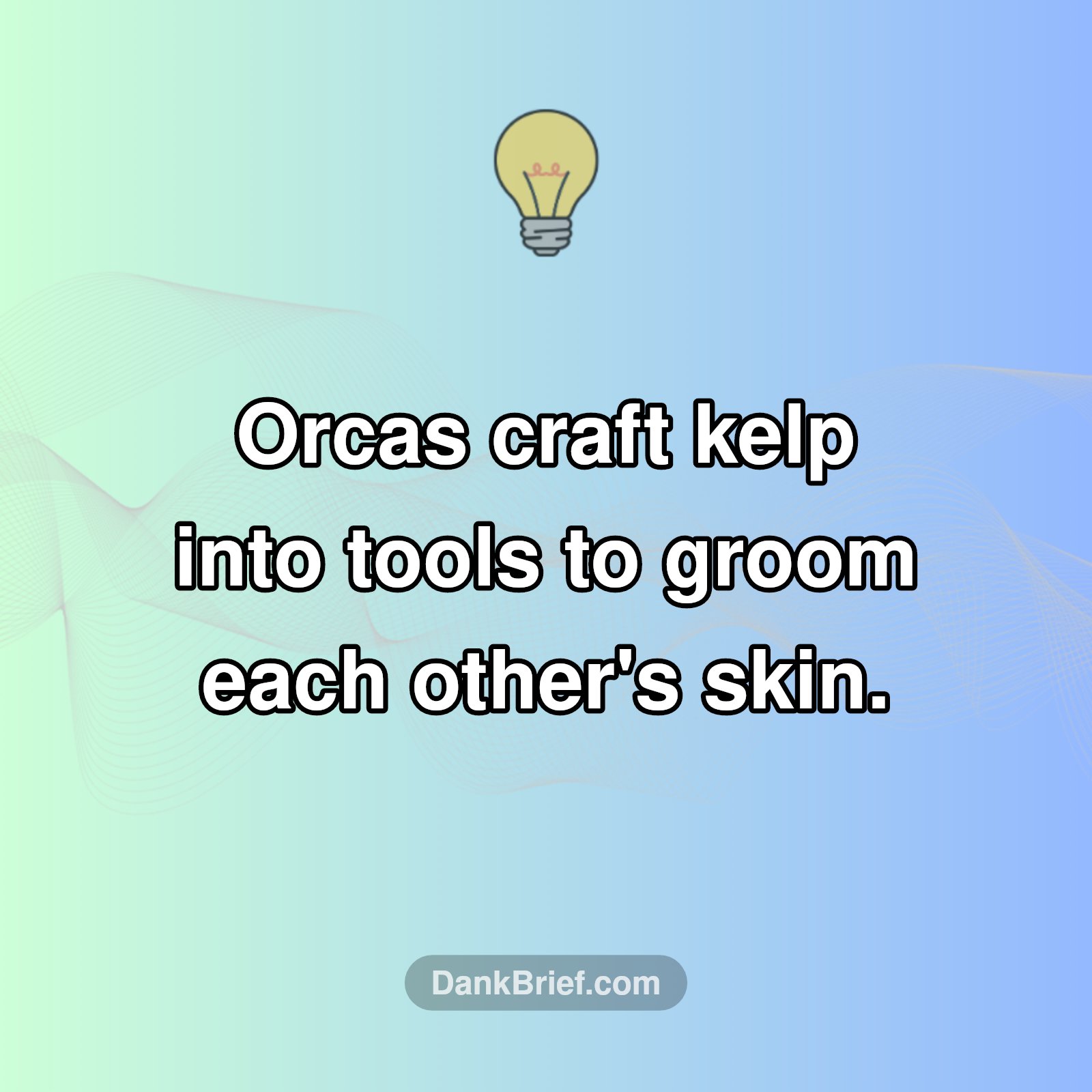 Mind-Blowing Orca Tool Use!