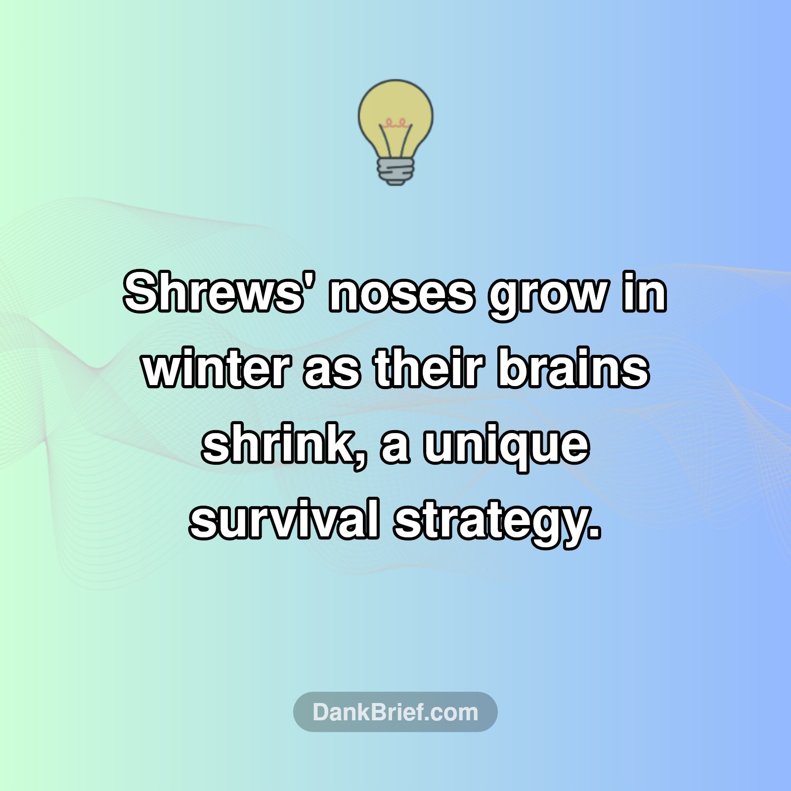 Nature's Shrinking Brain, Growing Nose!