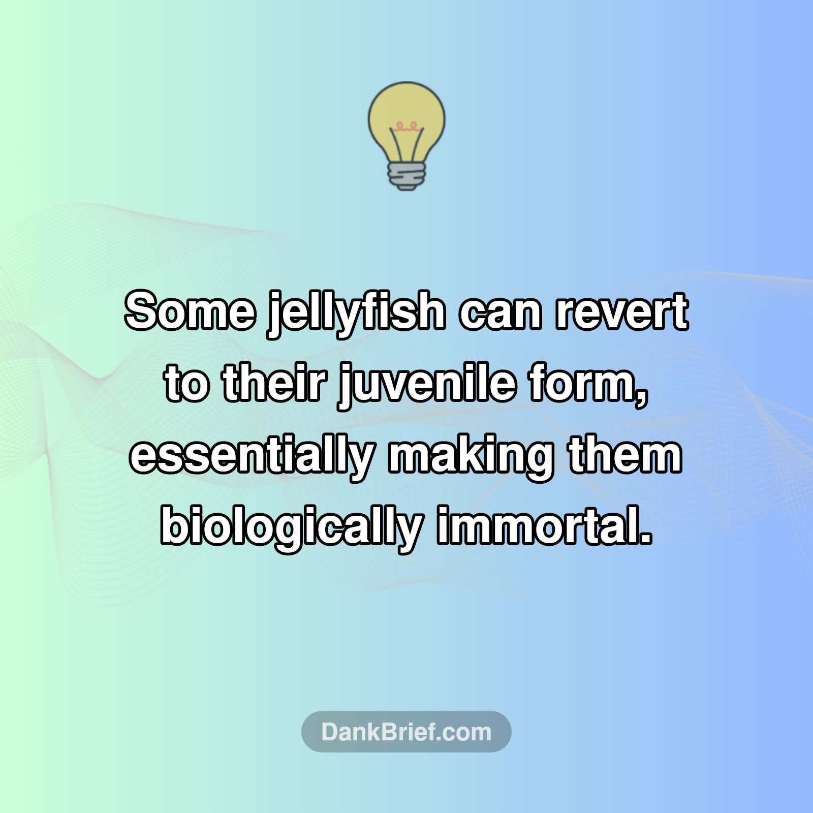 Immortal Jellyfish? WTF!