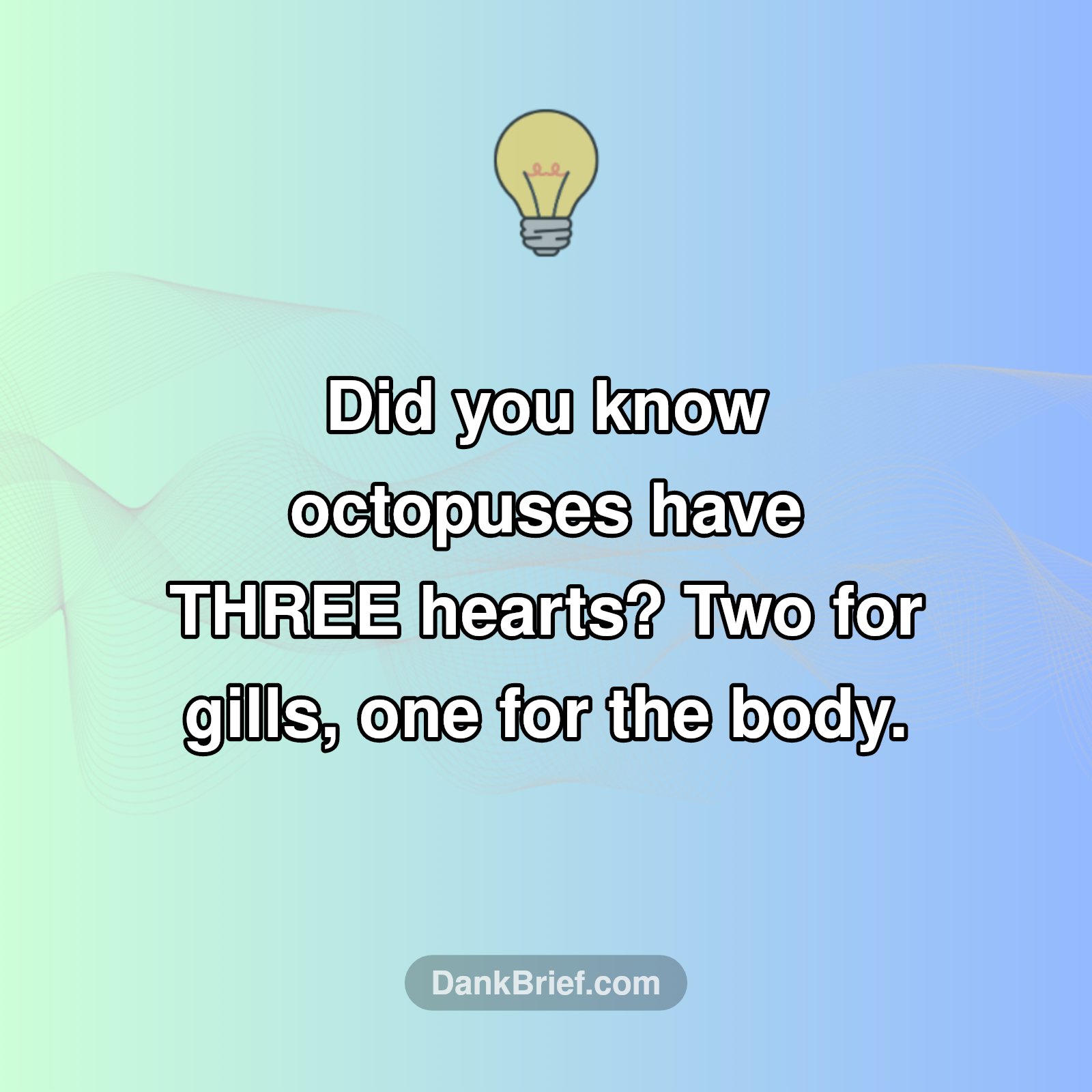 Octopuses: More Hearts Than Your Ex!