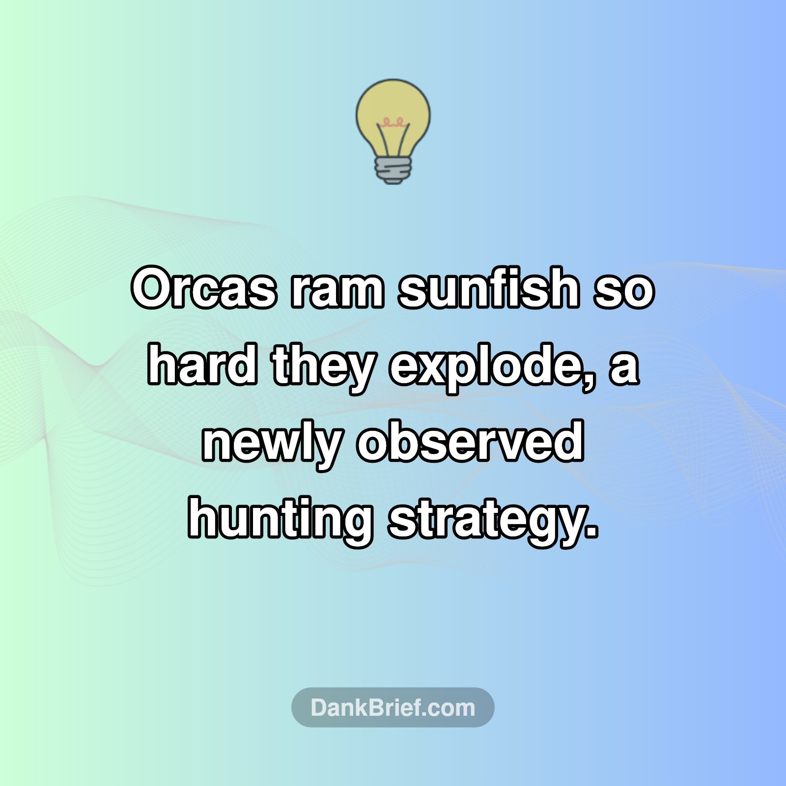 Marine Mayhem: Orcas' Shocking Hunting Tactic