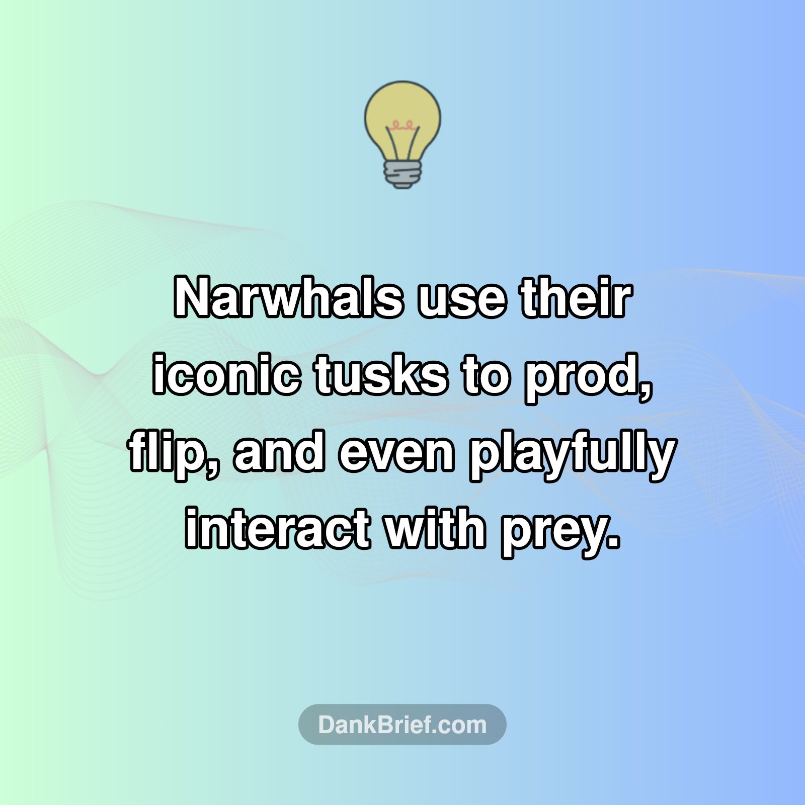 Narwhal Tusks: More Than Just a Weapon?