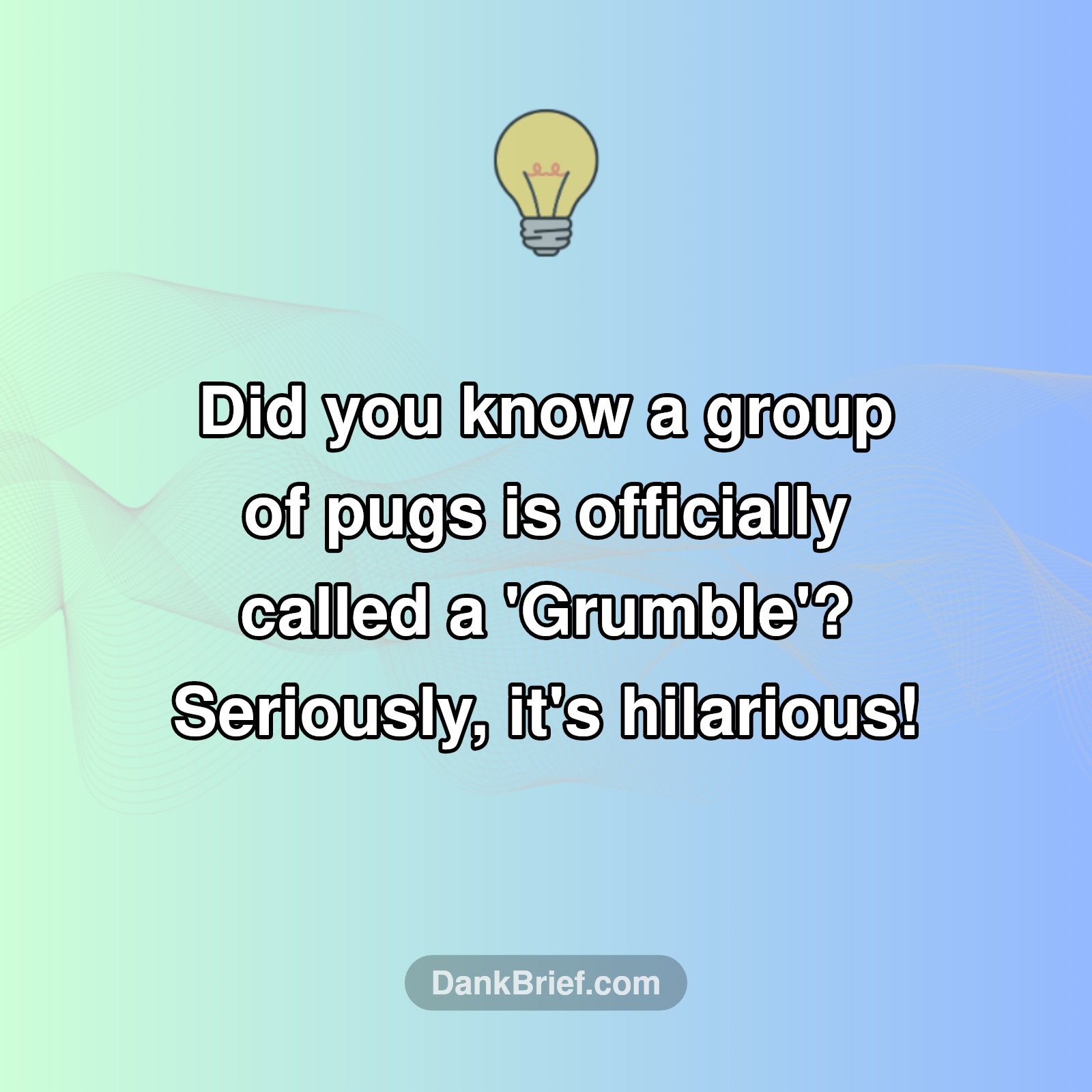 Pug Squad Goals