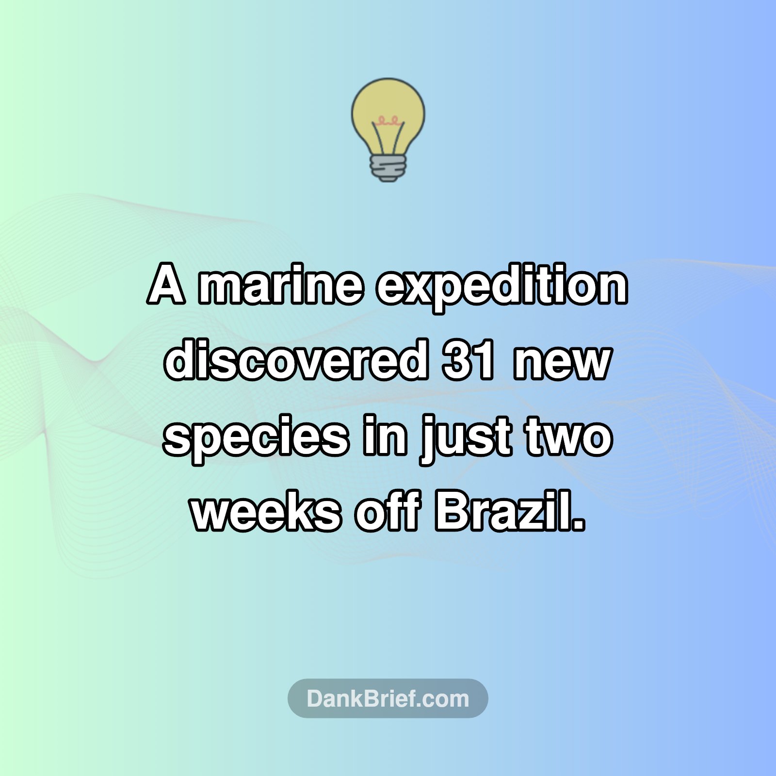Deep-Sea Discoveries: 31 New Species in 2 Weeks!