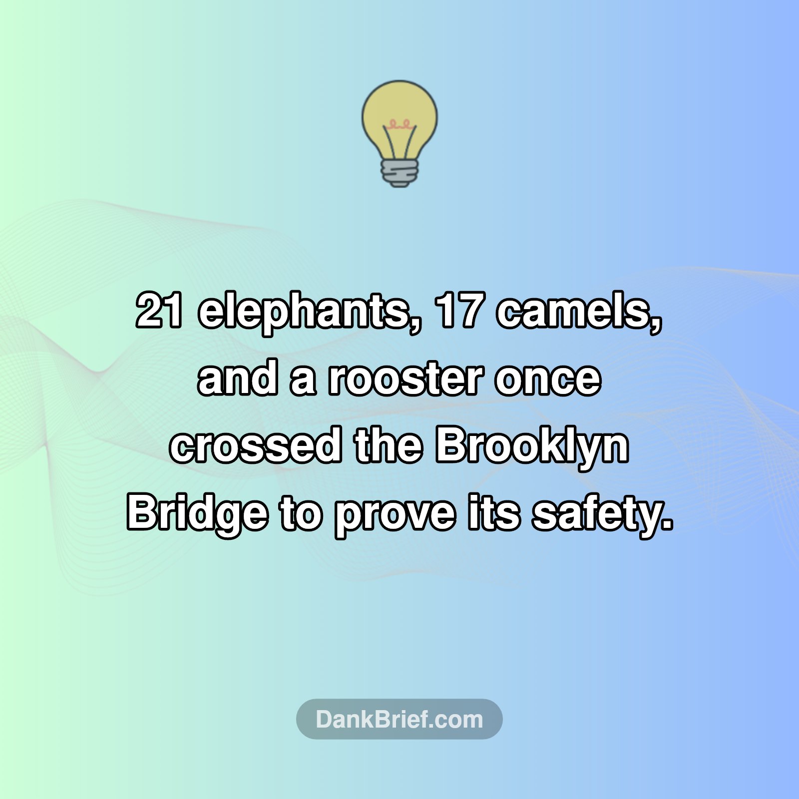 NYC's Wild Bridge Walkers