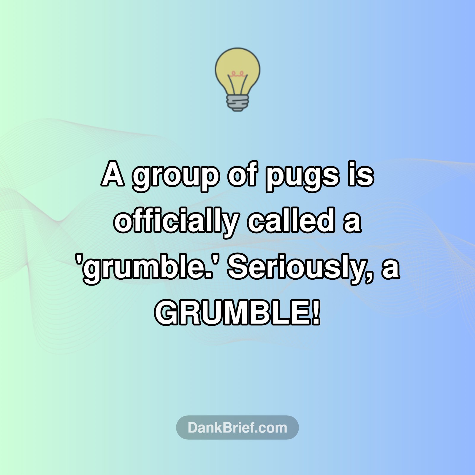 Pugs: Grumble Buddies?