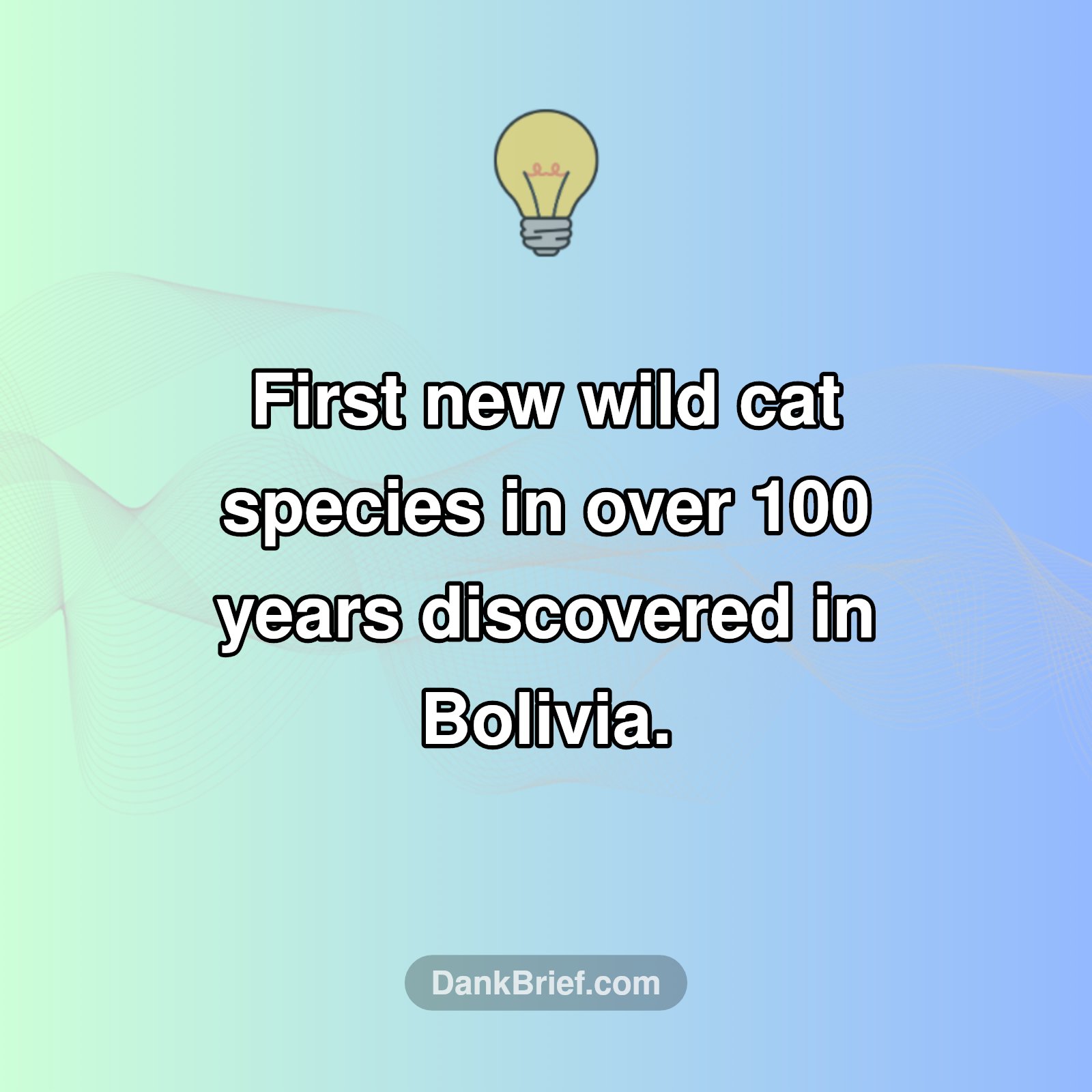Mind-Blowing Cat Discovery!