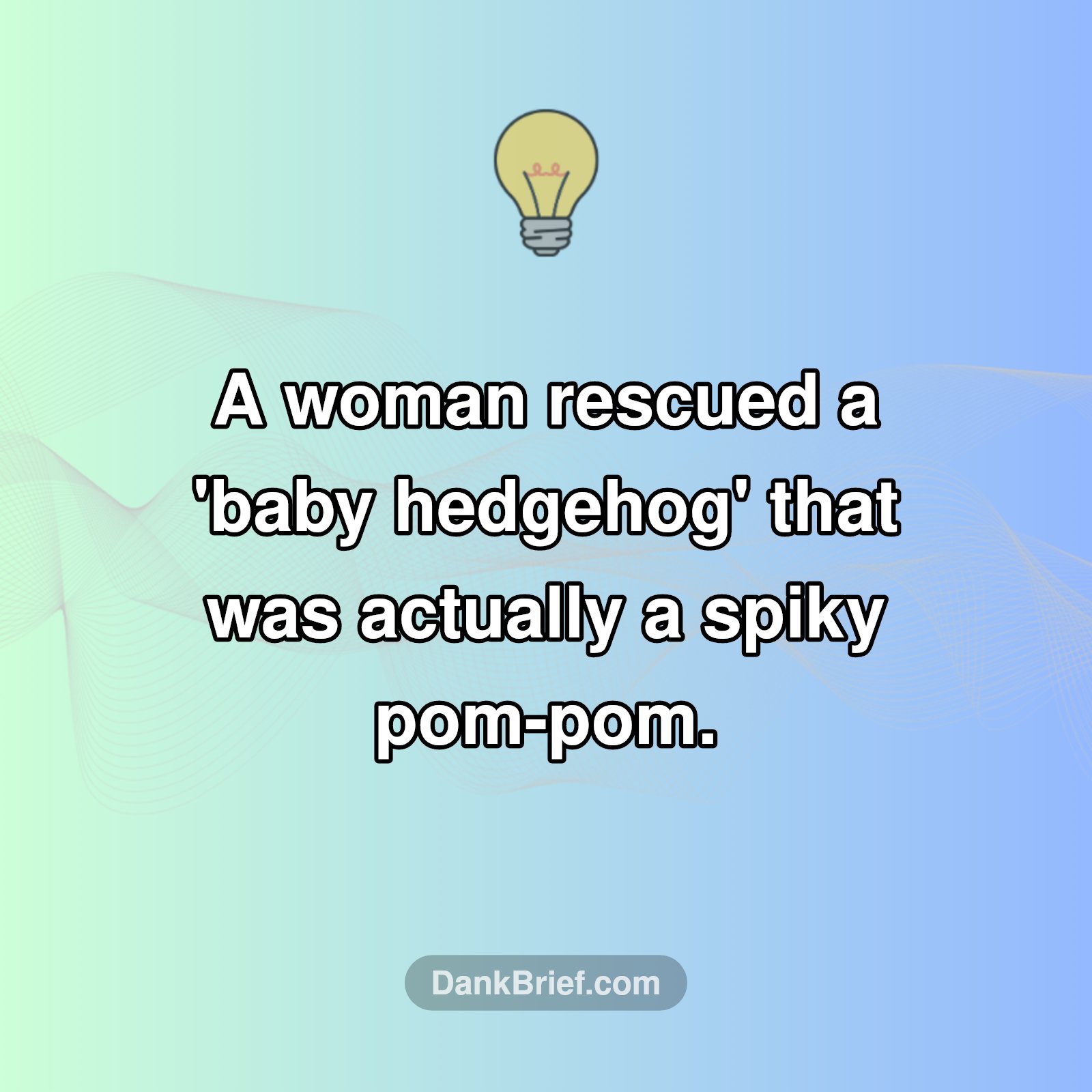 Seriously? That's Not a Hedgehog!