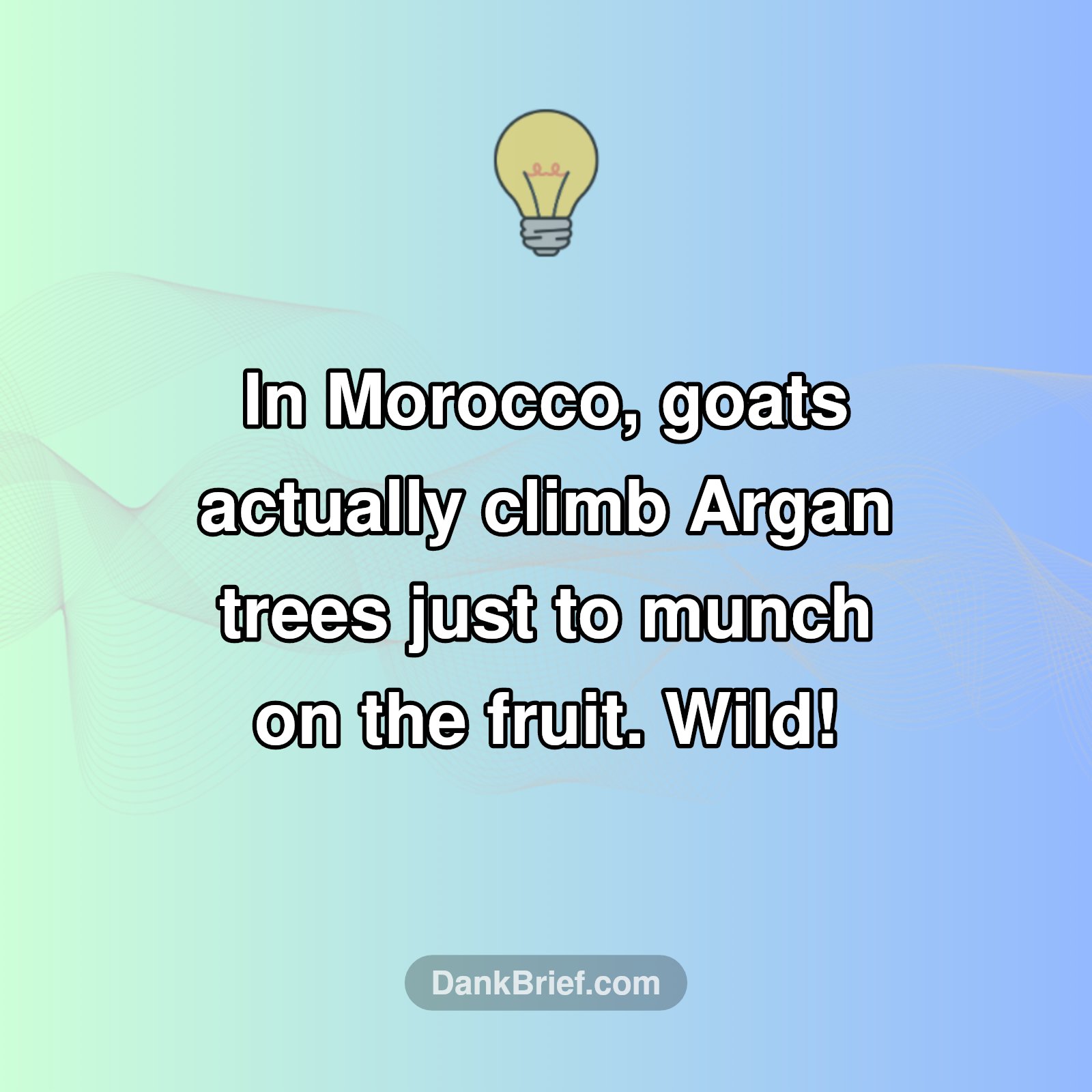 WTF? Goats In Trees?!