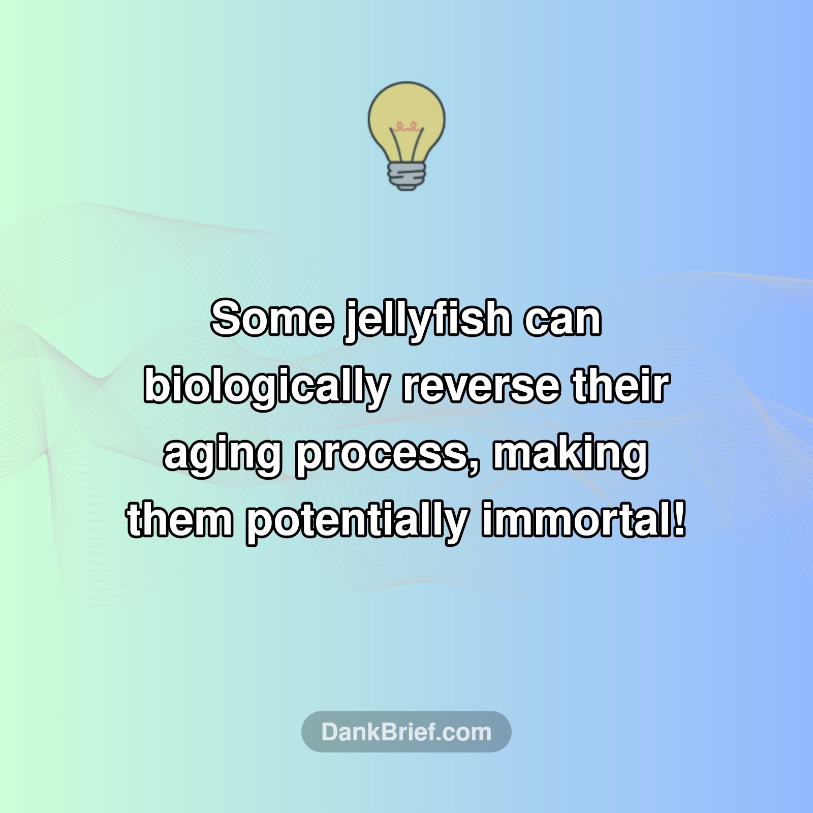 IMMORTAL JELLYFISH?!