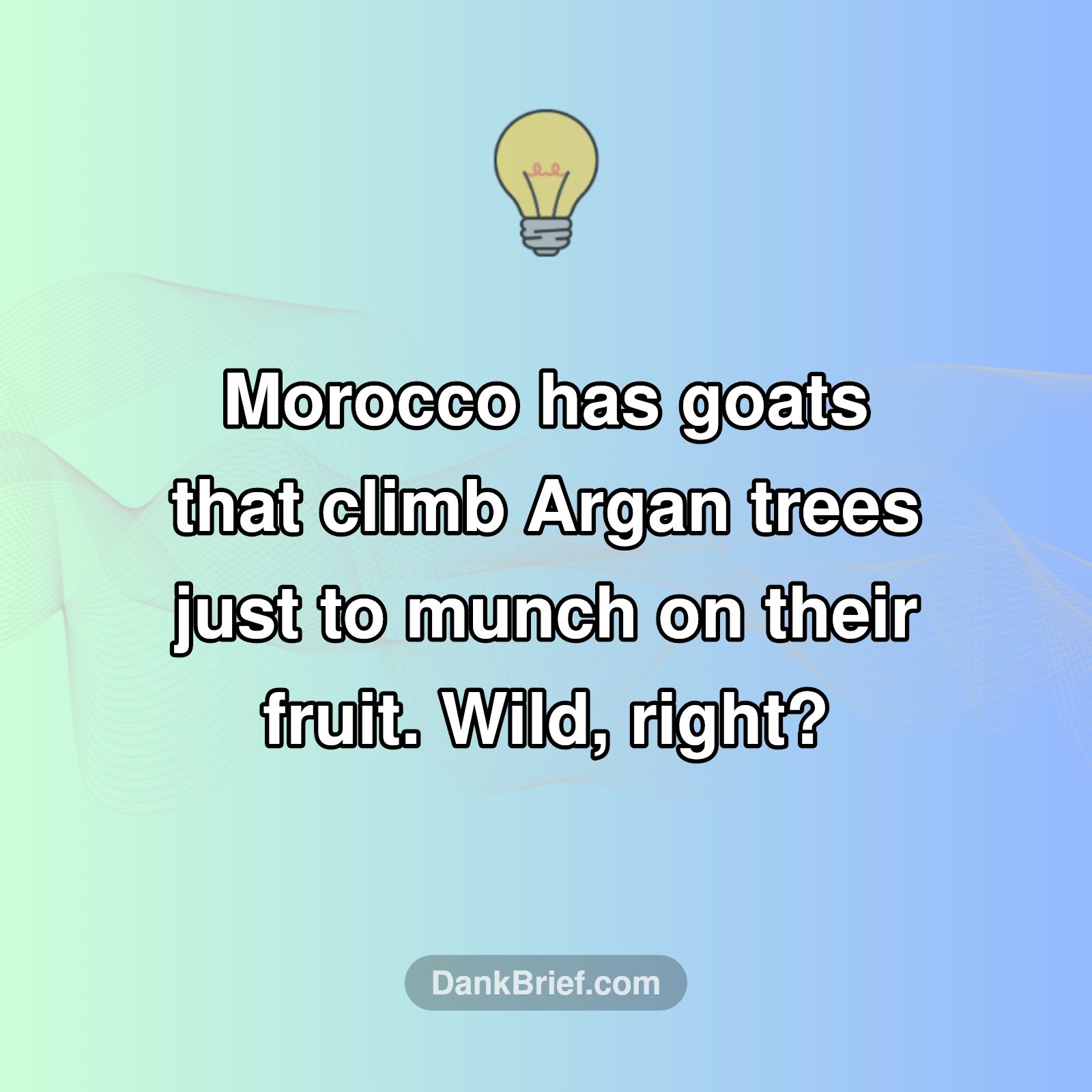 Goats... In Trees?!🤯