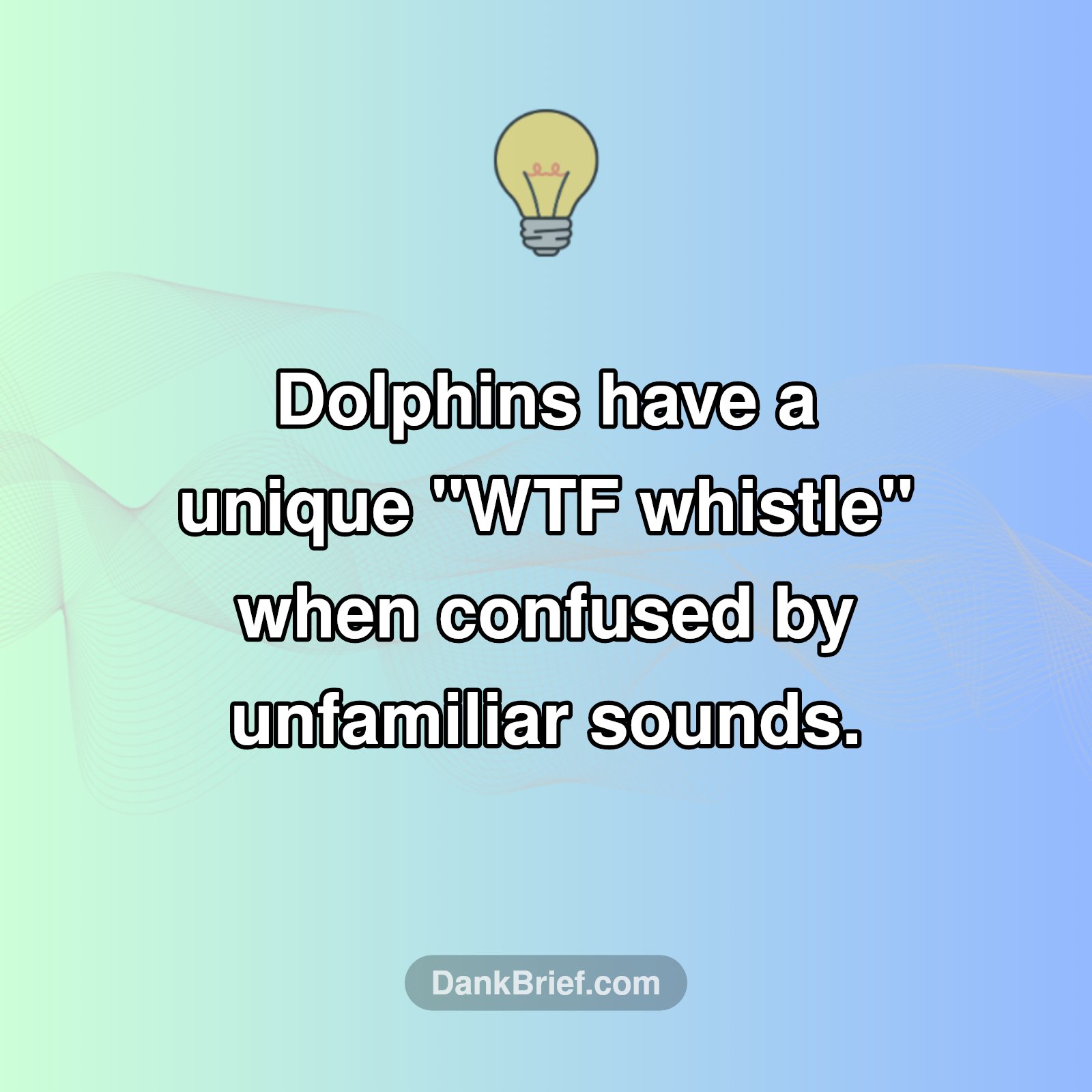 Dolphin 'WTF' Whistle?!