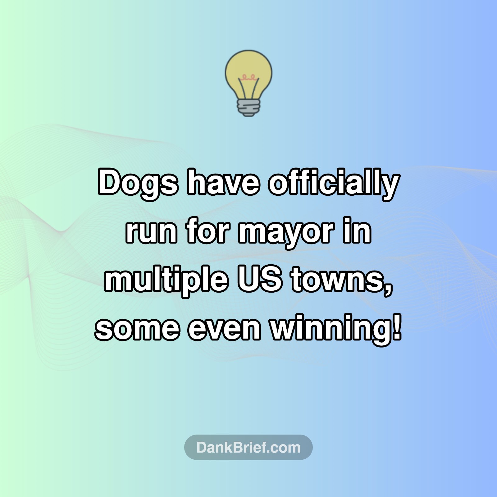 Seriously, Animal Candidates?