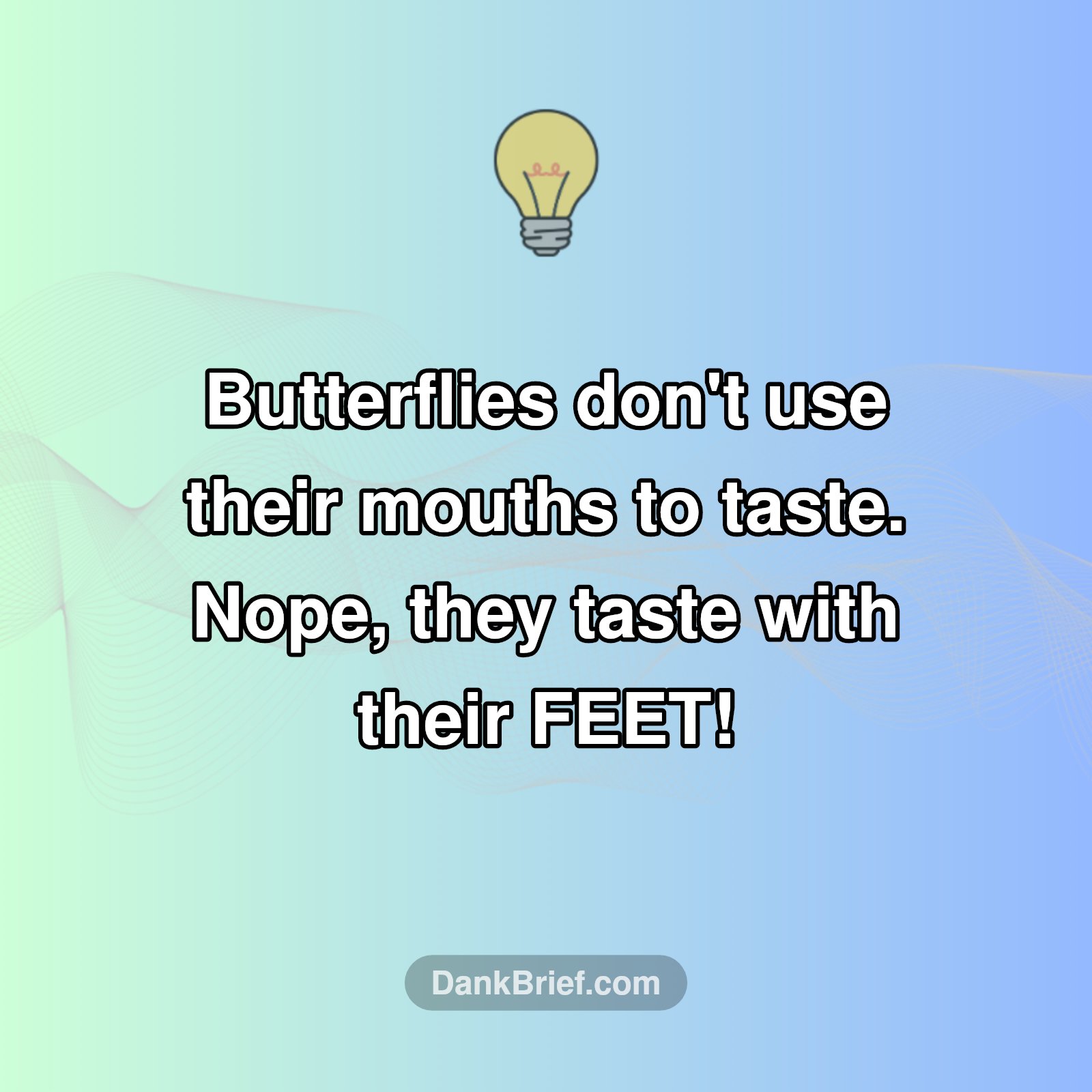 Wait, Butterflies Do WHAT?!