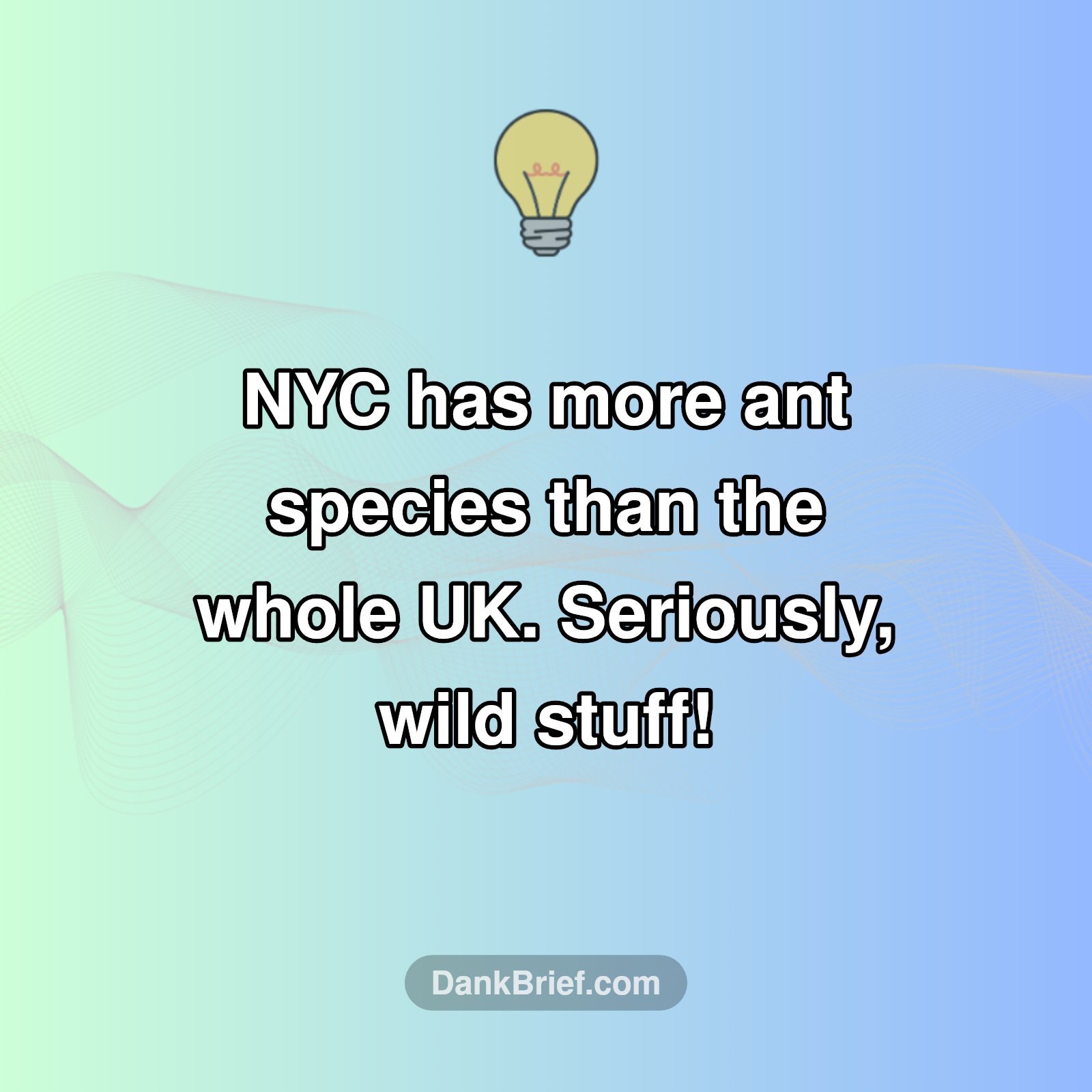 NYC: Ant Paradise?!