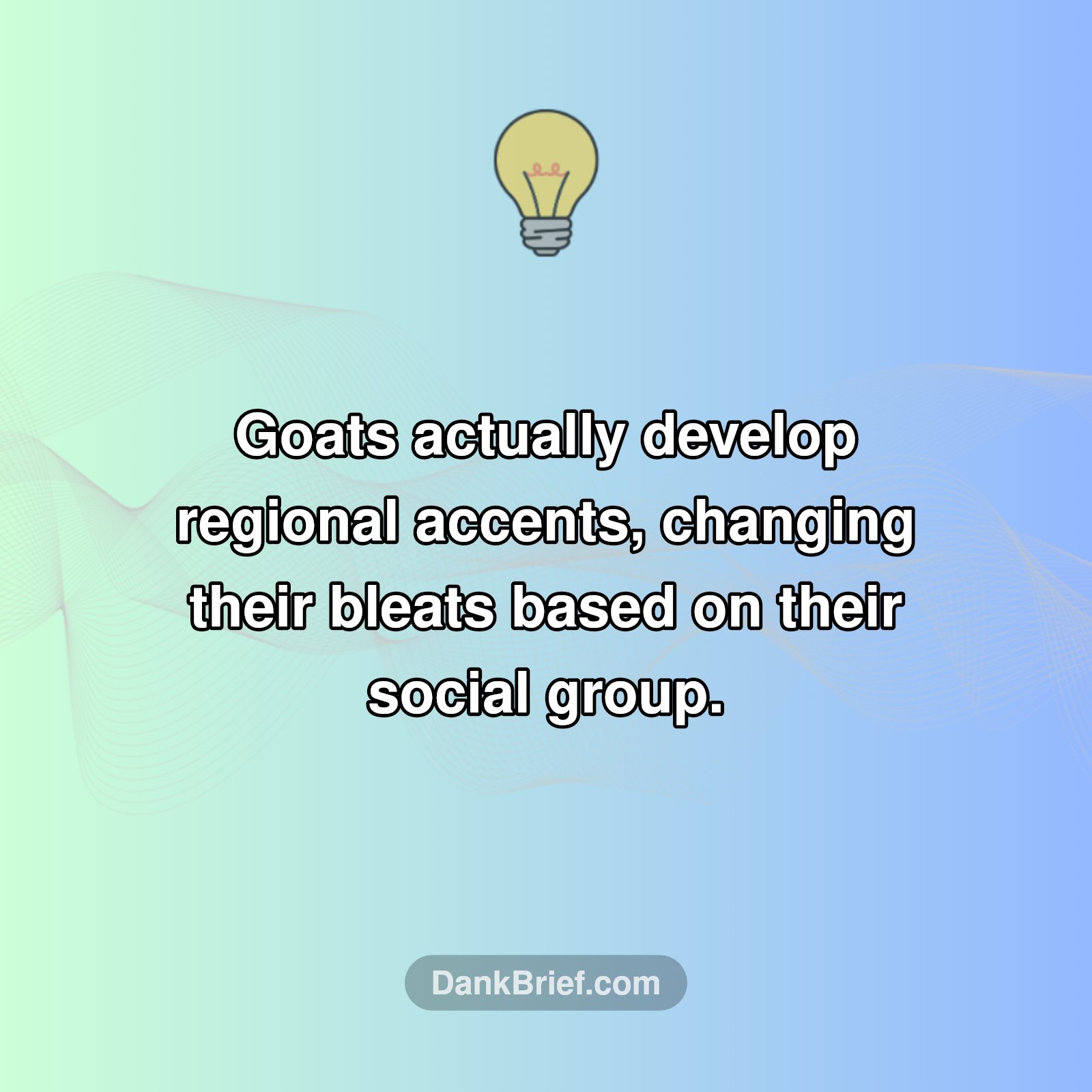 Goats Have ACCENTS?!