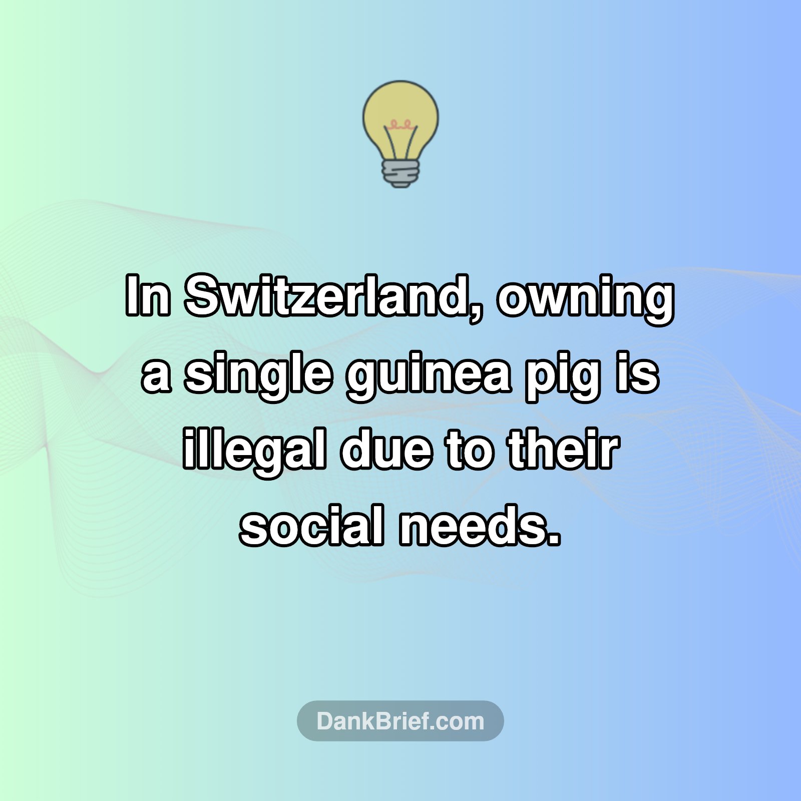 Animal Rights, Swiss Style!