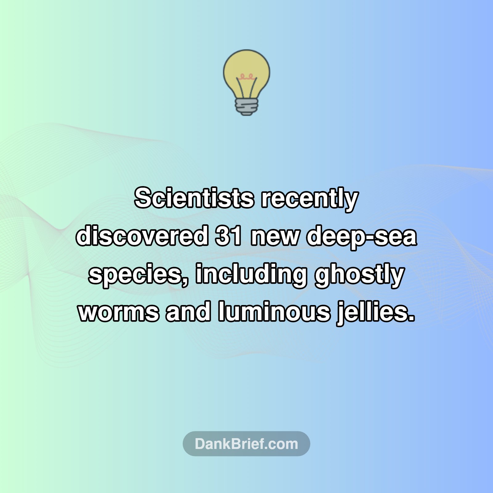 Deep-Sea Wonders Unveiled
