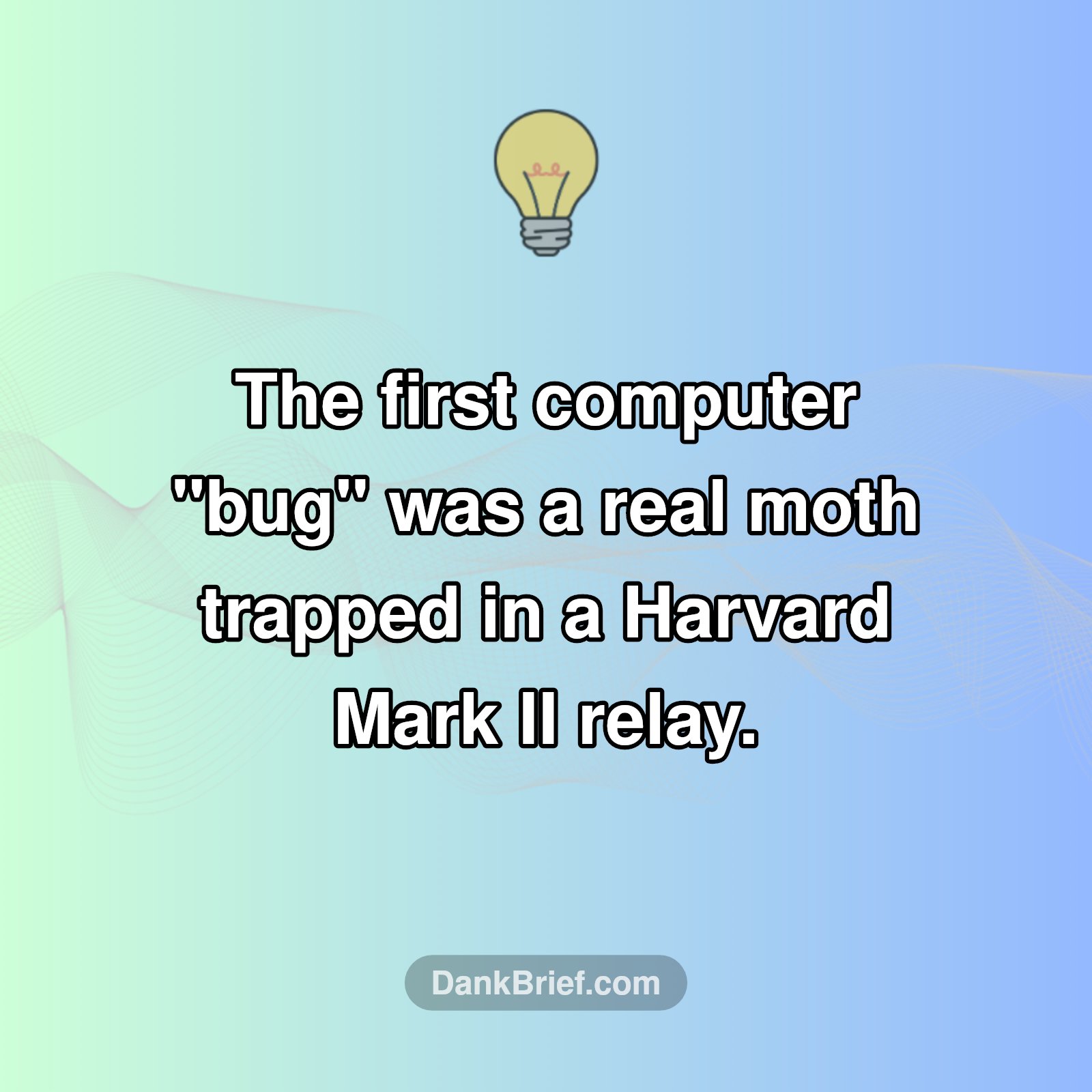 The OG Bug