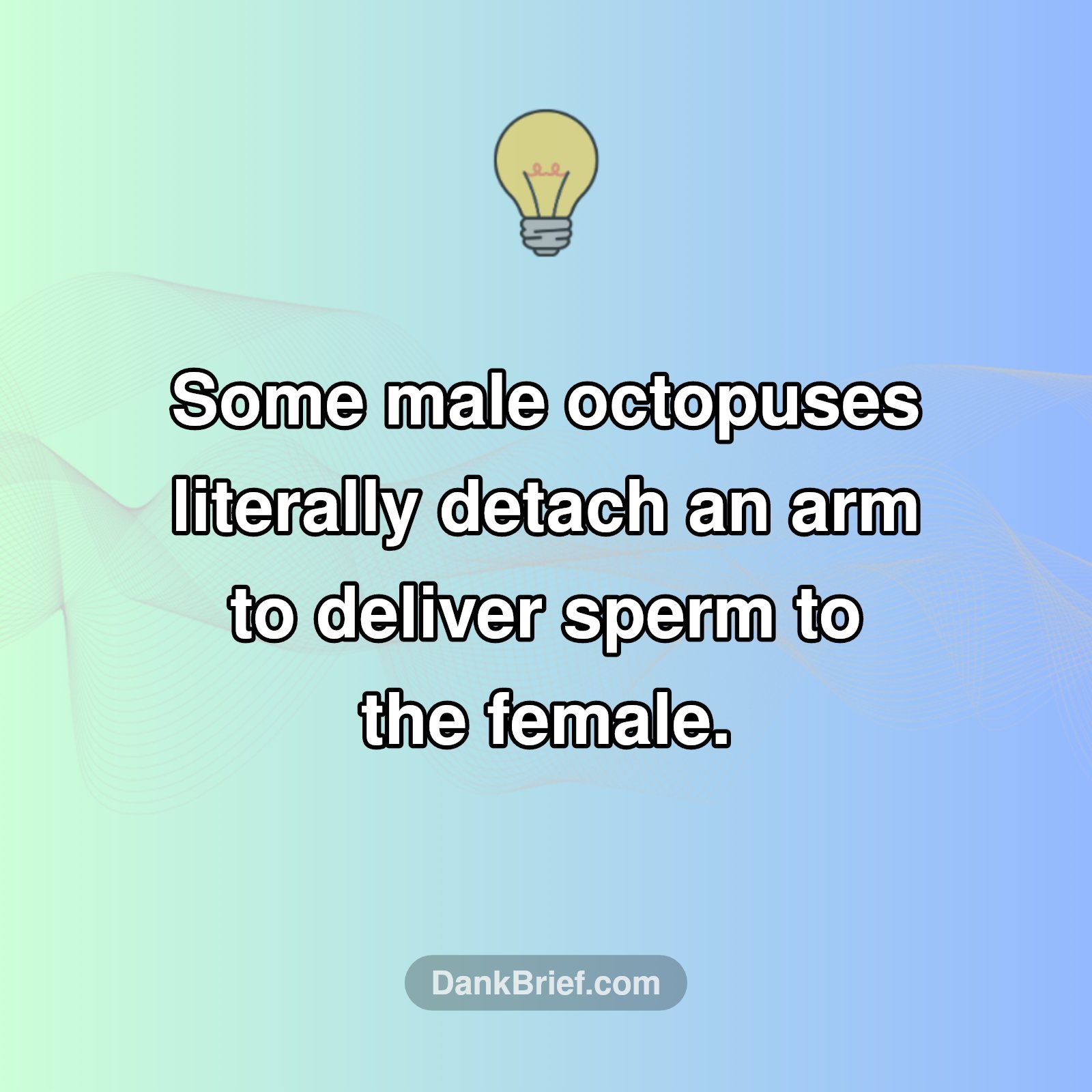Octopus Sex: It's WILD AF