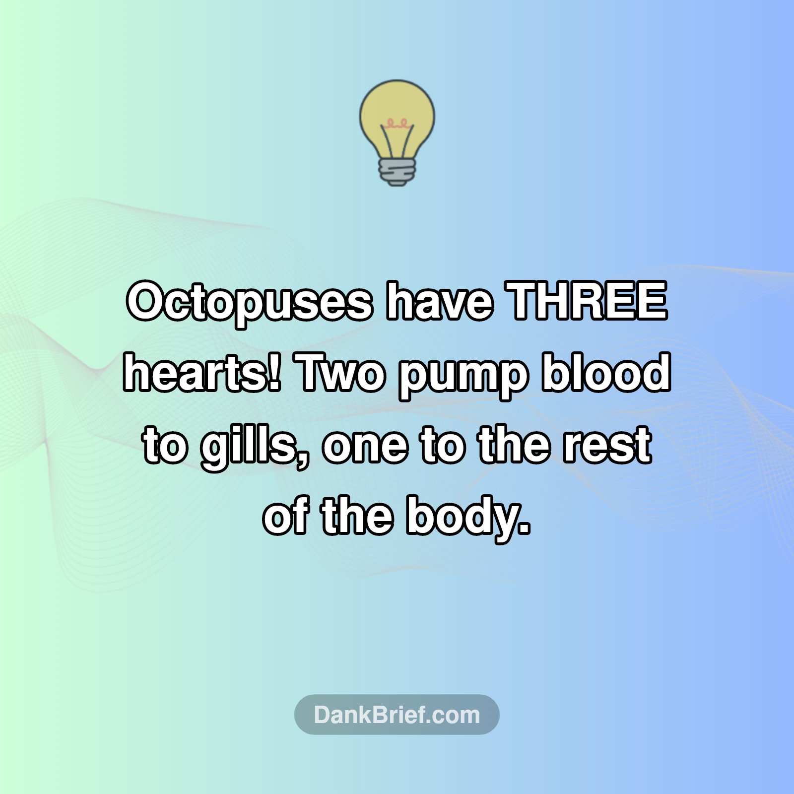 Mind Blown: Octopus Hearts!