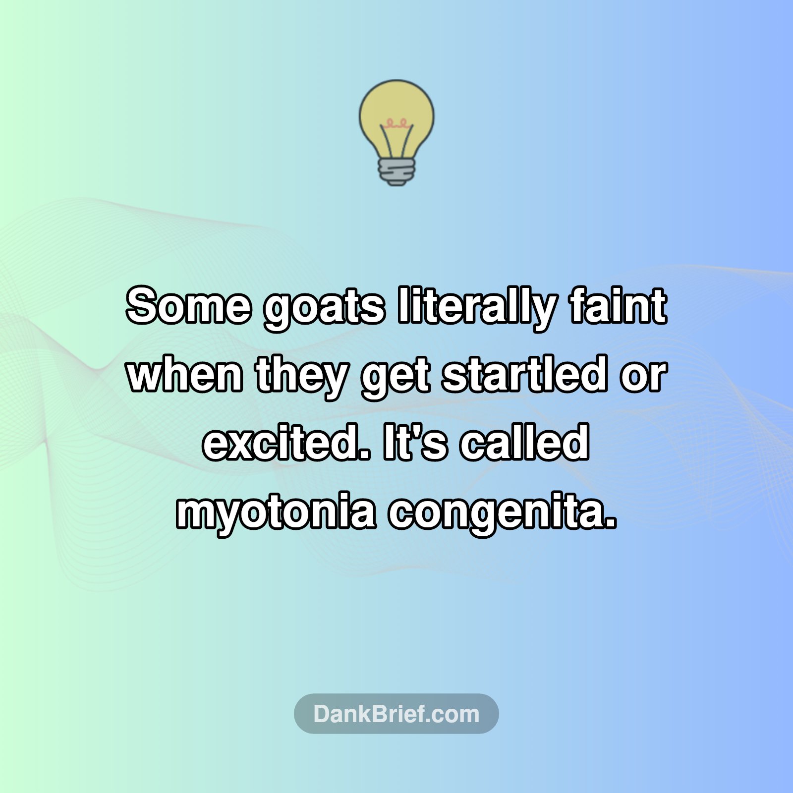 OMG Goats Faint?!