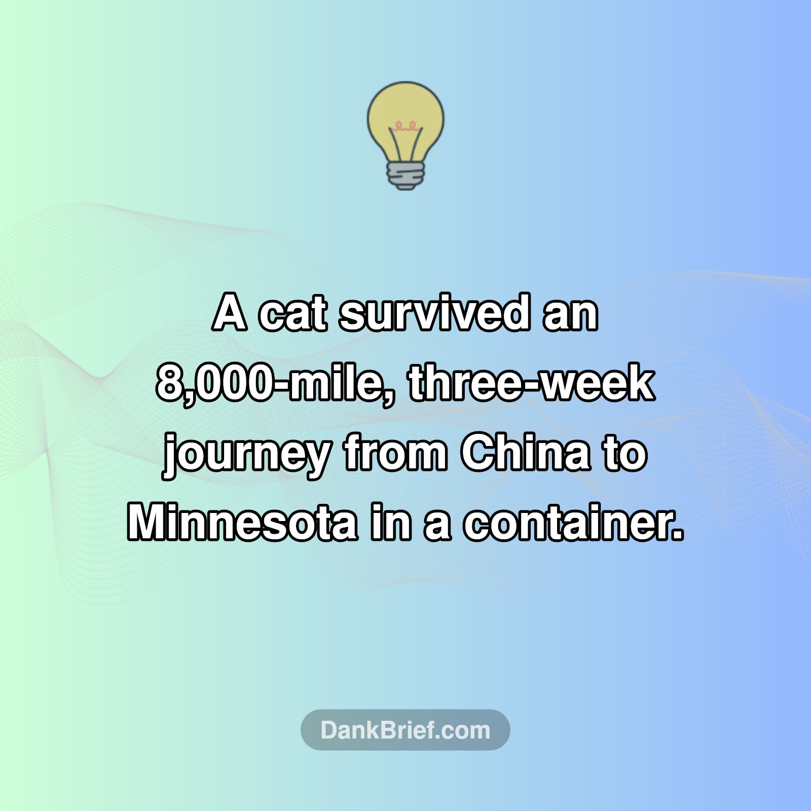Unbelievable Feline Adventure!
