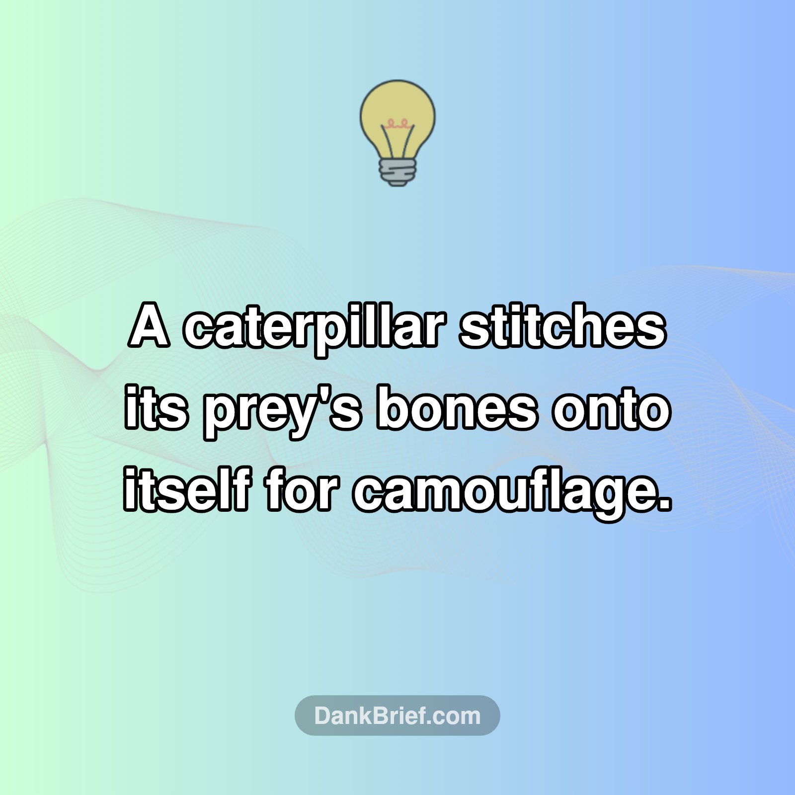 Nature's Gruesome Camouflage!