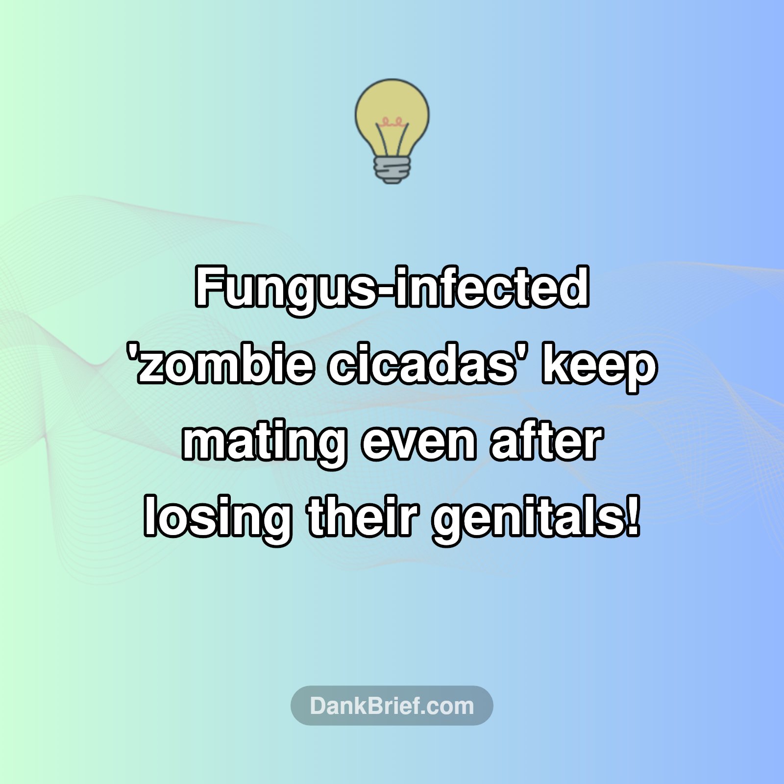 Zombie Bugs: Love Beyond Limits?