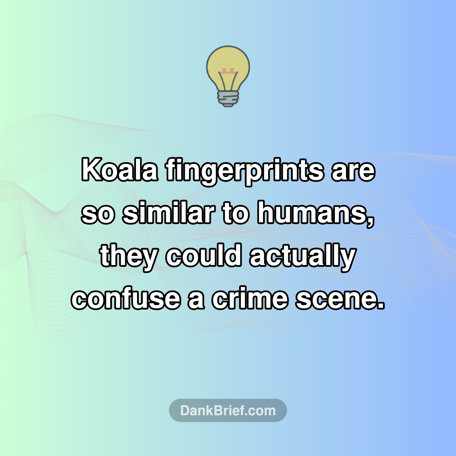 Mind Blown: Koalas & Crime Scenes?!