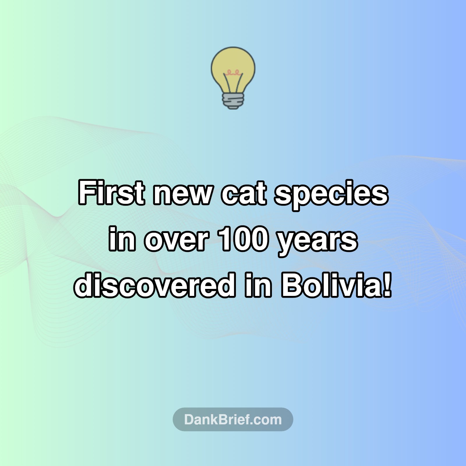 New Cat Species Alert!