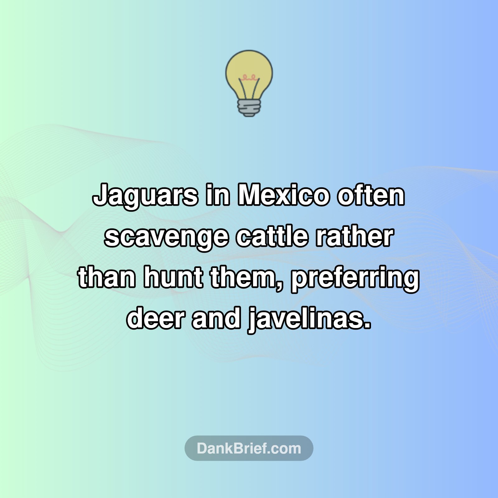 Jaguar Diets: Not What You'd Expect!