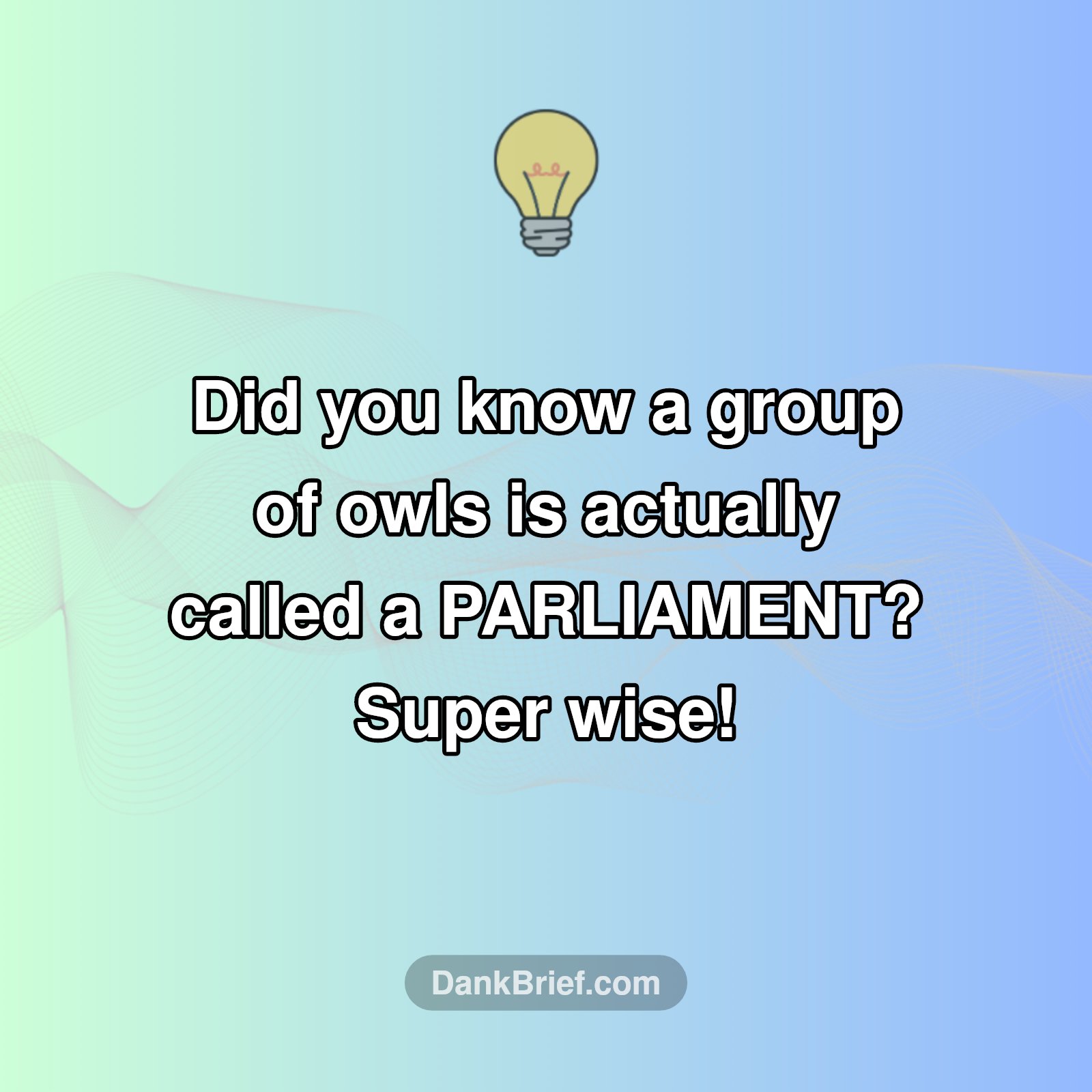 Owl-mazing Fact!