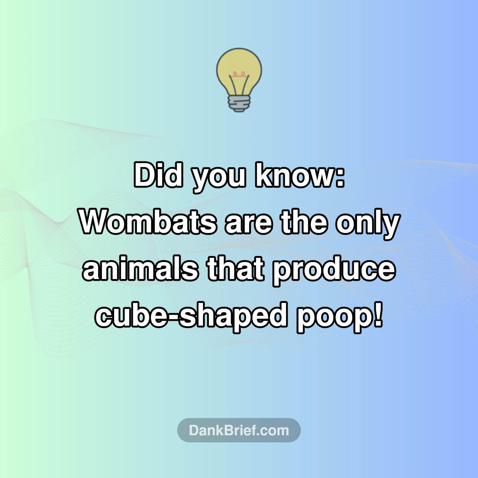 Nature's Quirkiest Poop!