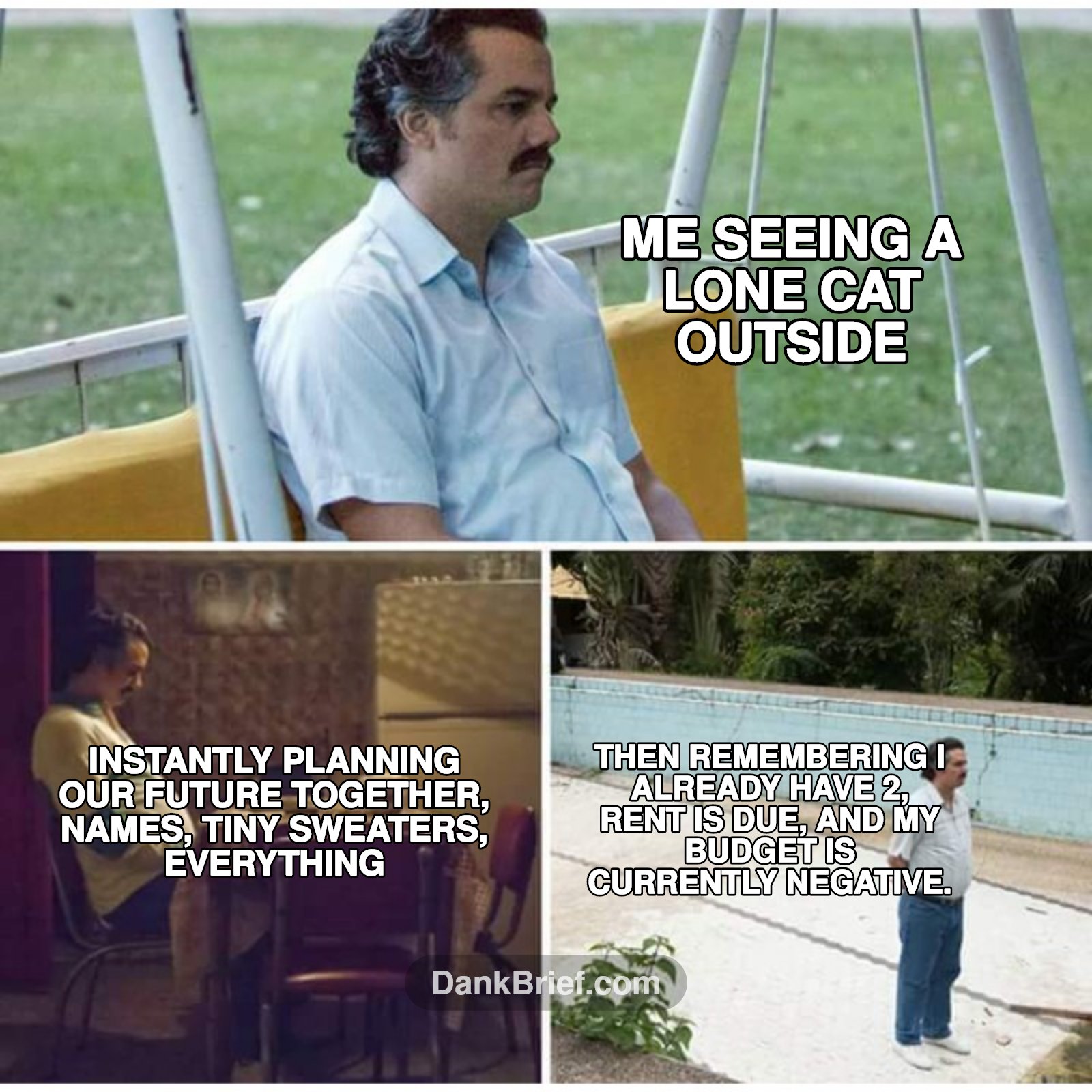 My brain every time I see a stray