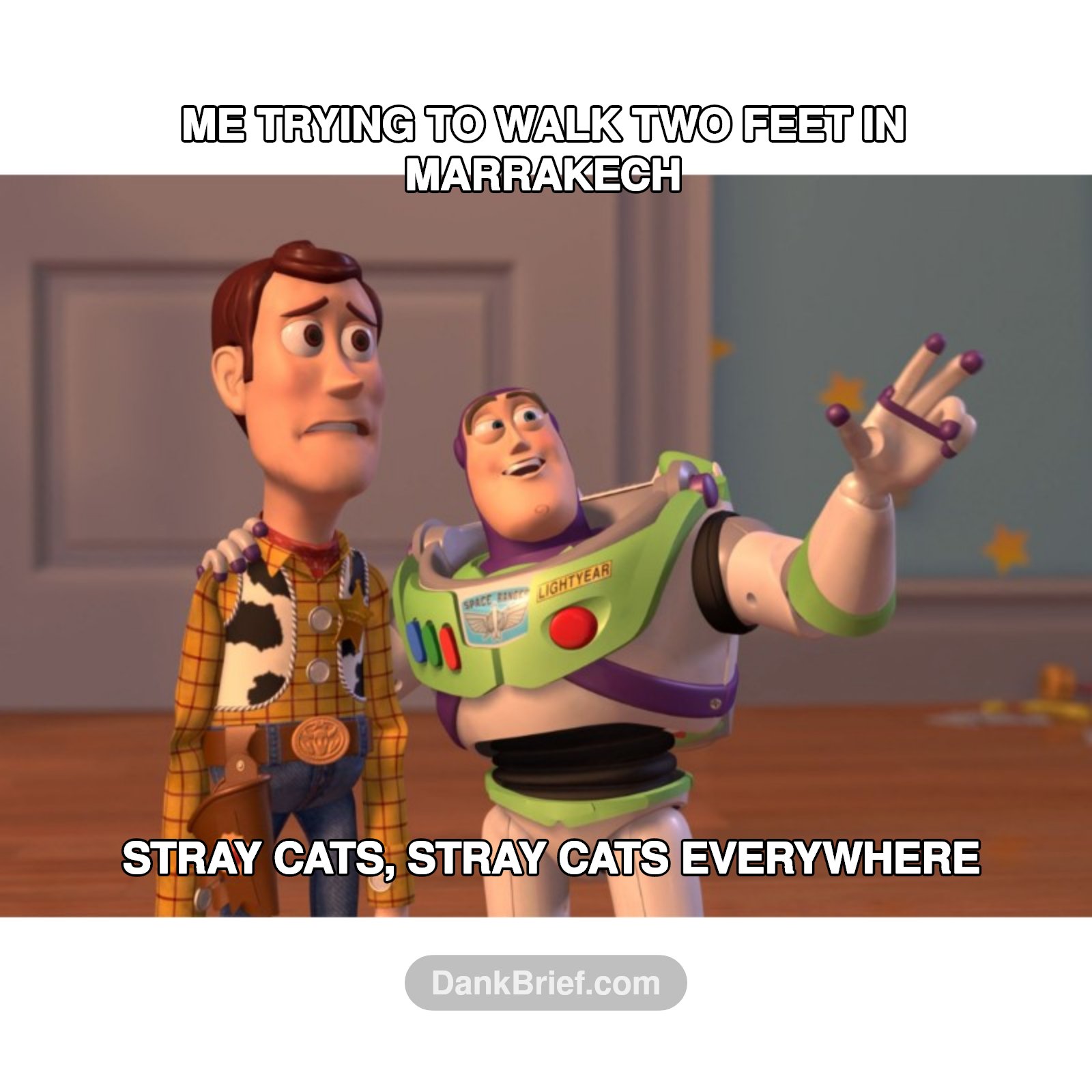 POV: You visited Morocco's cat distribution system