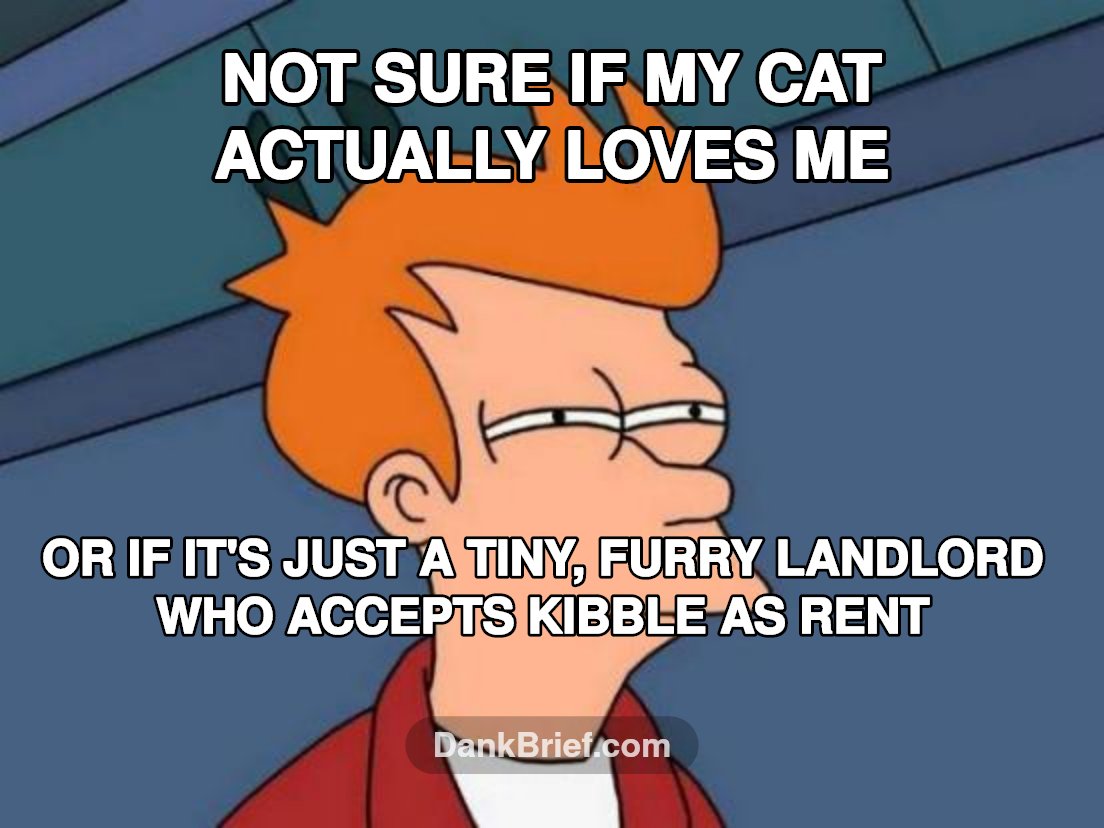 My cat's true intentions, decoded.