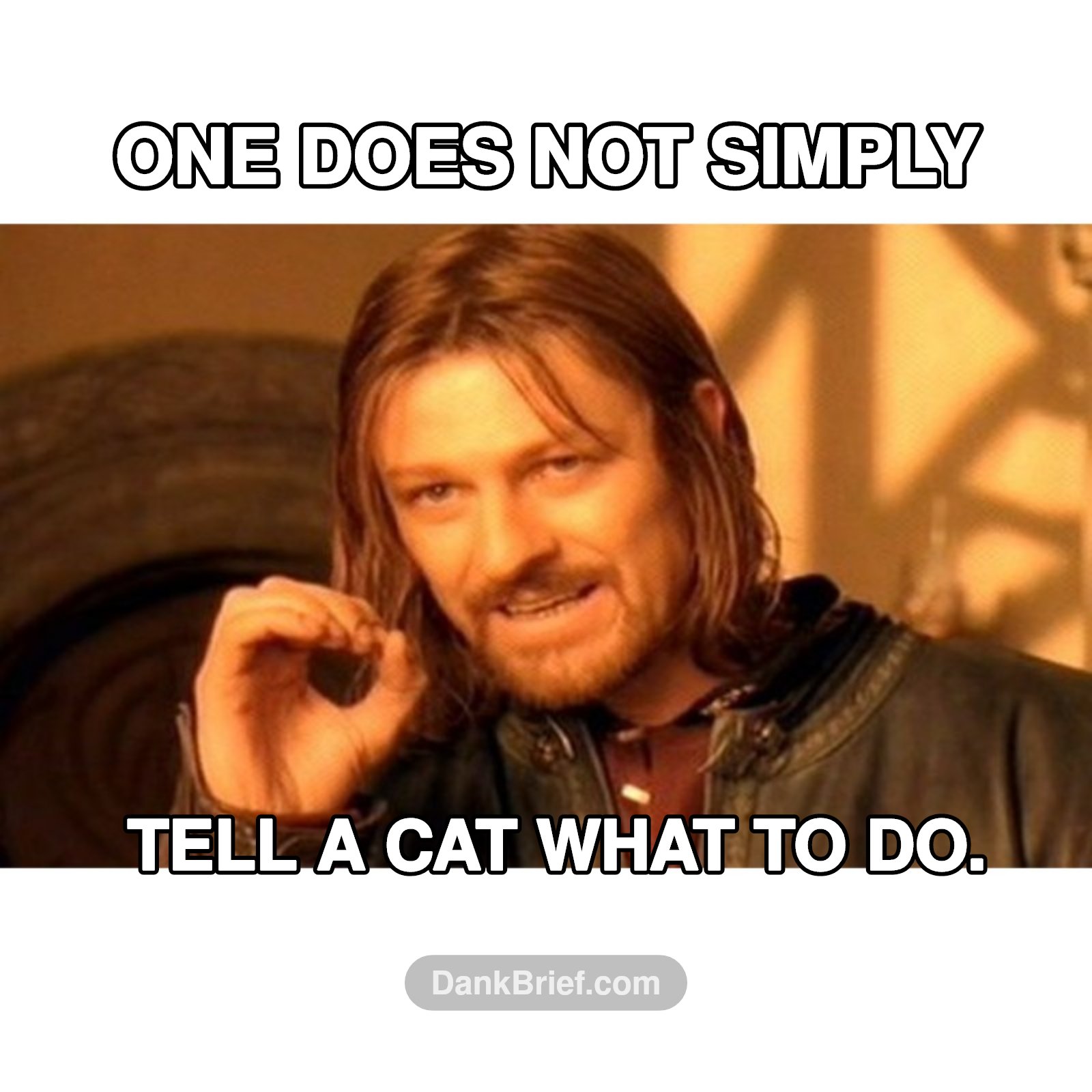 Cat owners, you know the drill 😼