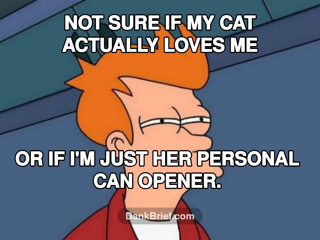 Cat's true intentions, bro